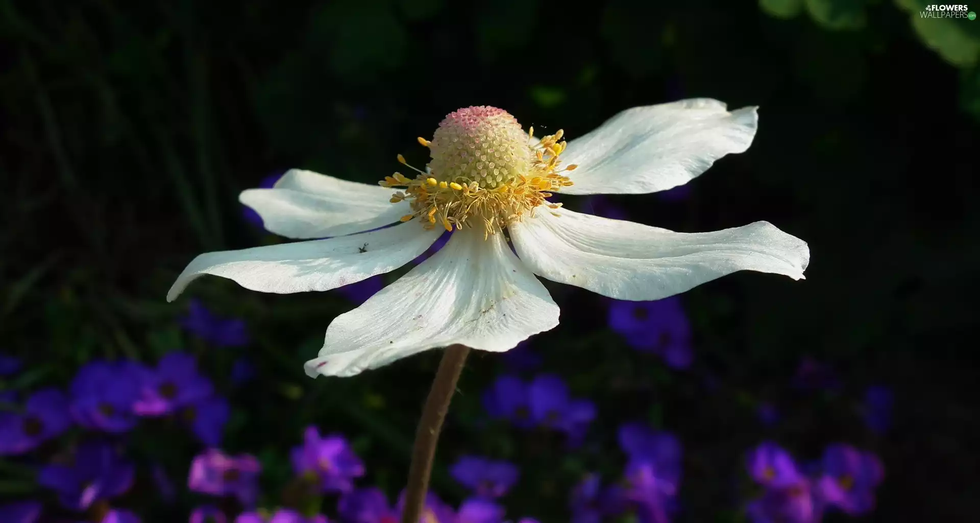 anemone, nature, Colourfull Flowers