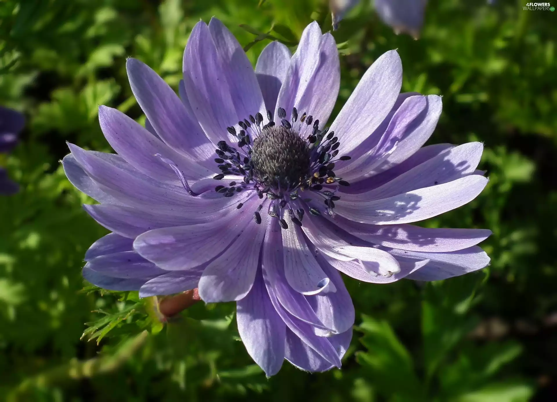 anemone, nature, Colourfull Flowers