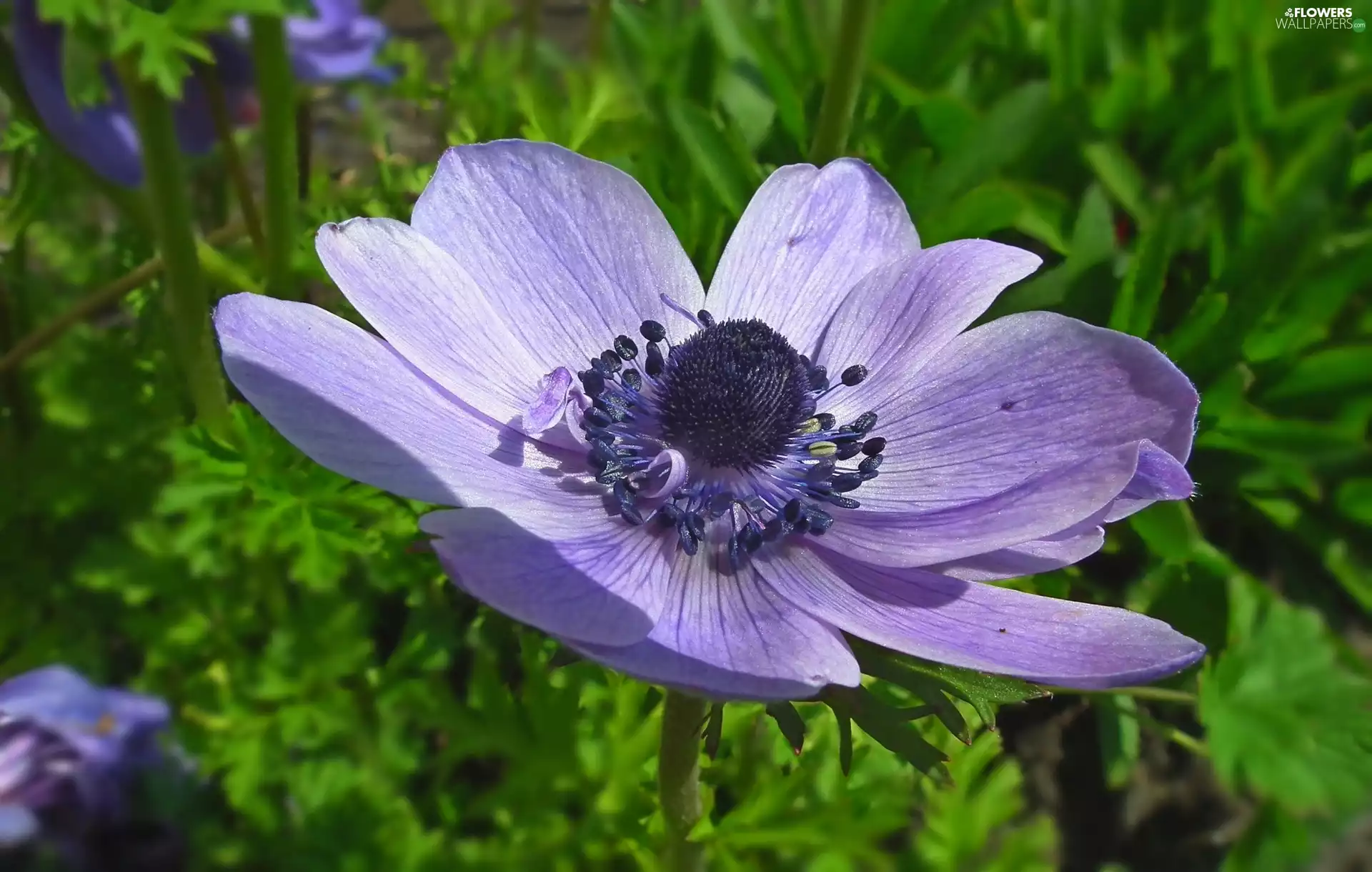 anemone, nature, Colourfull Flowers