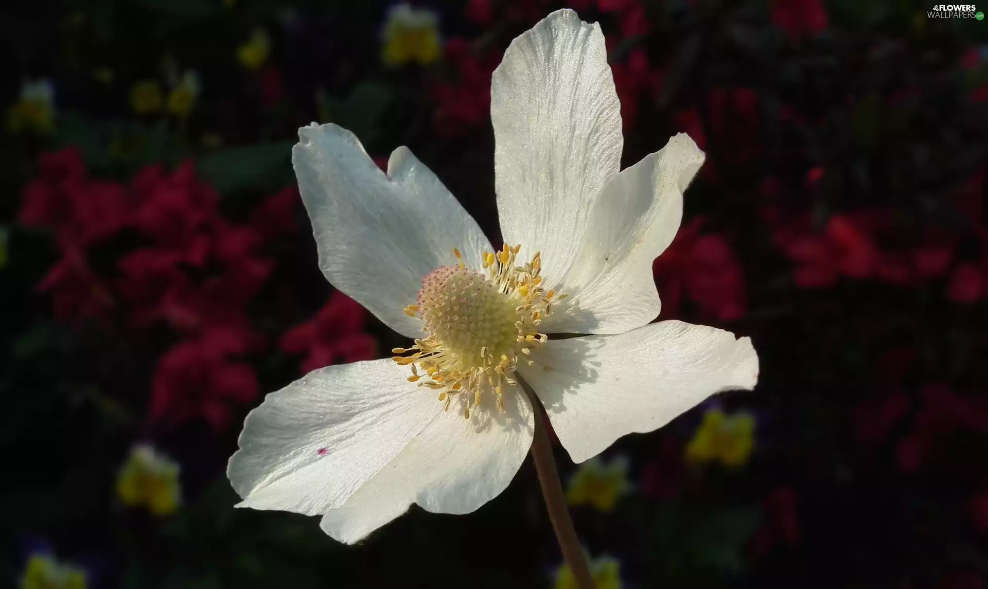 anemone, nature, Colourfull Flowers