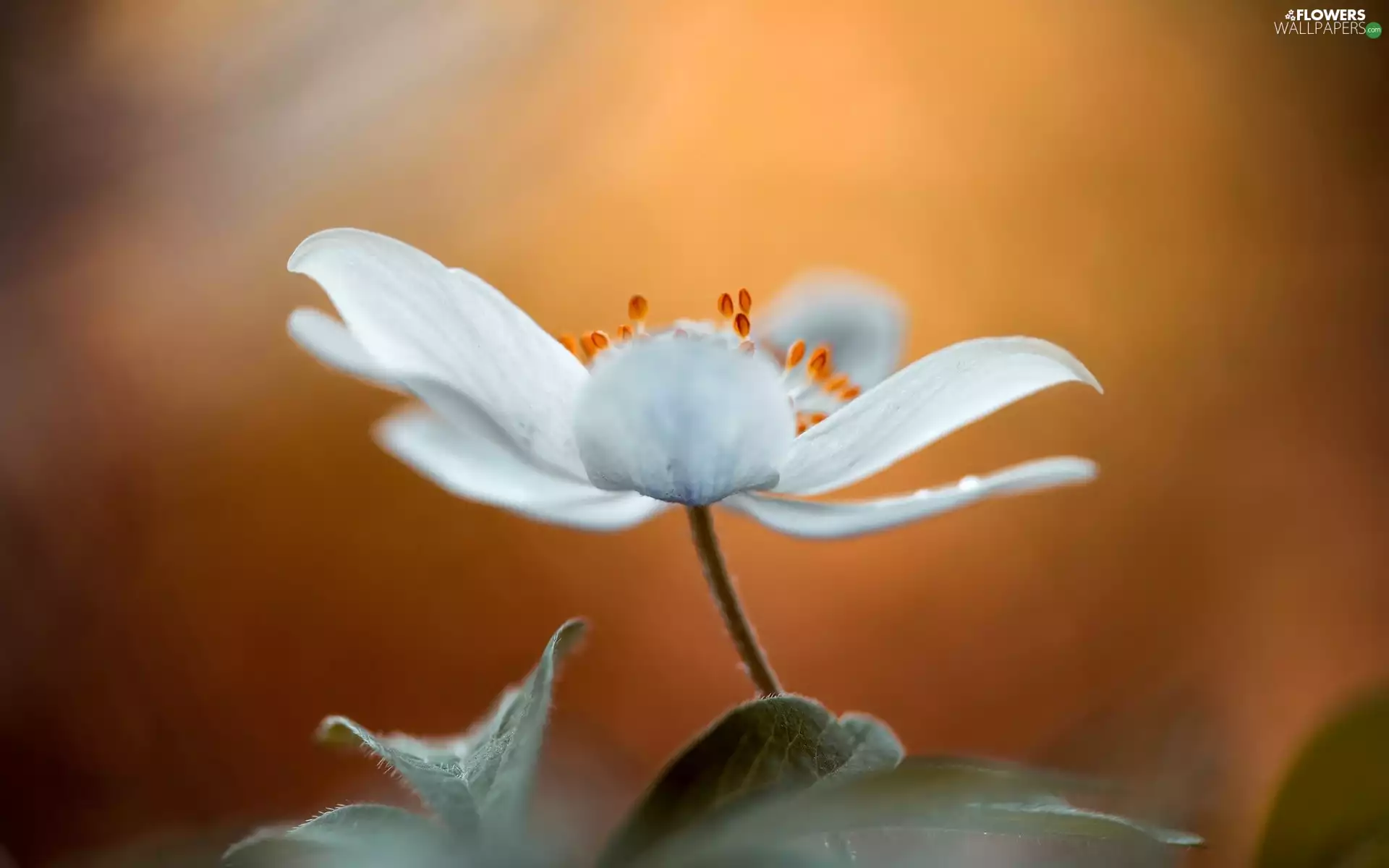 anemone, nature, Colourfull Flowers