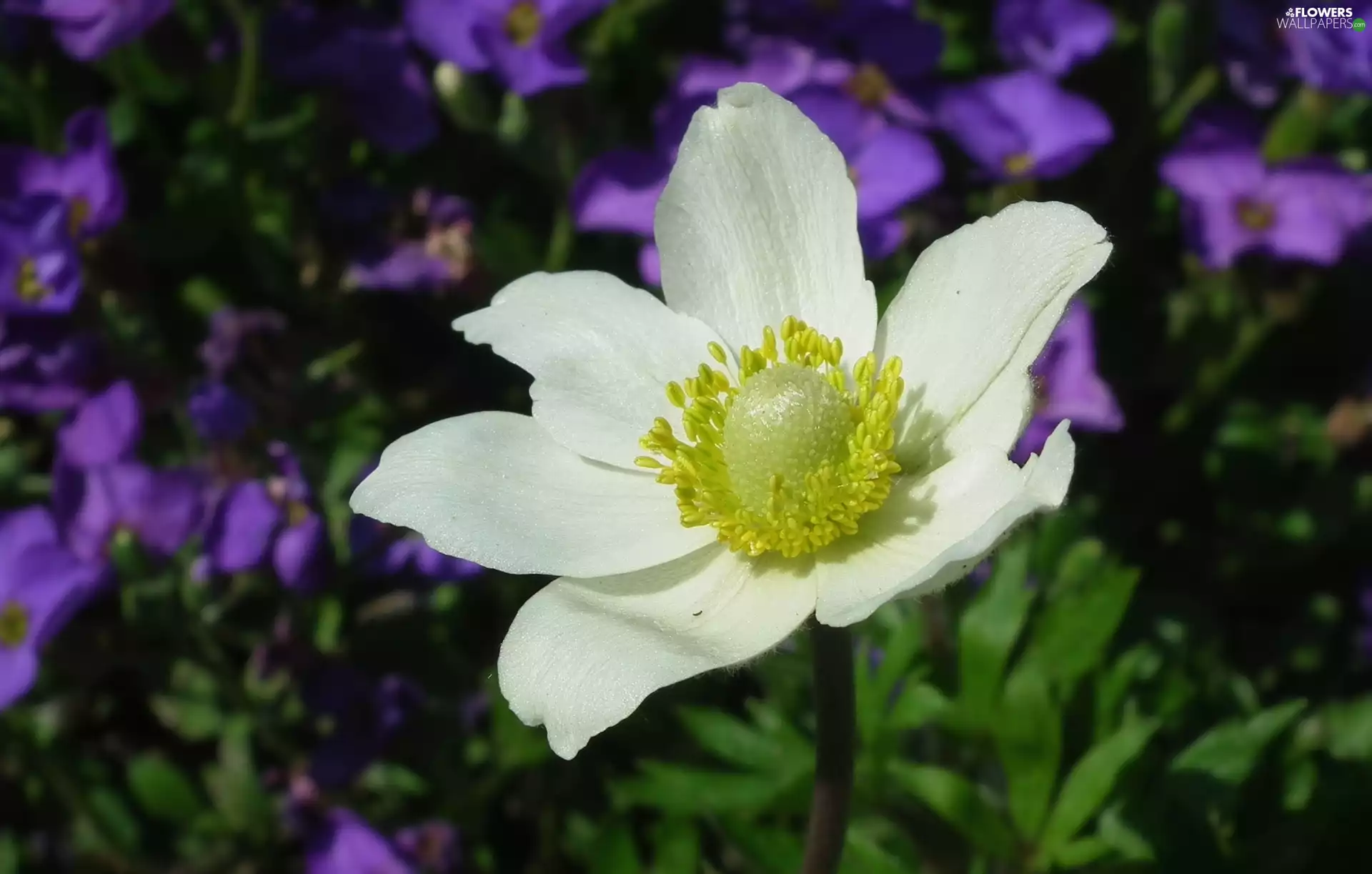 anemone, nature, Colourfull Flowers