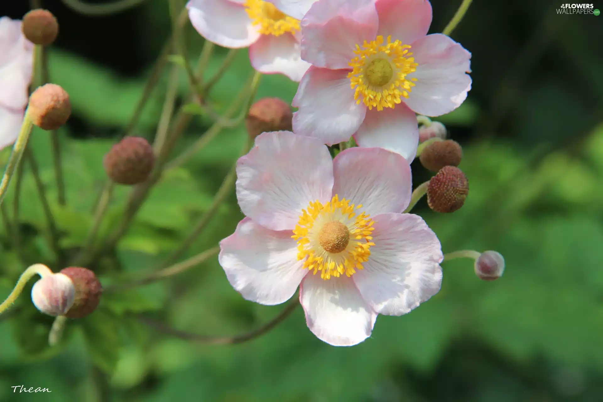 Japanese anemone, Pink, Flowers