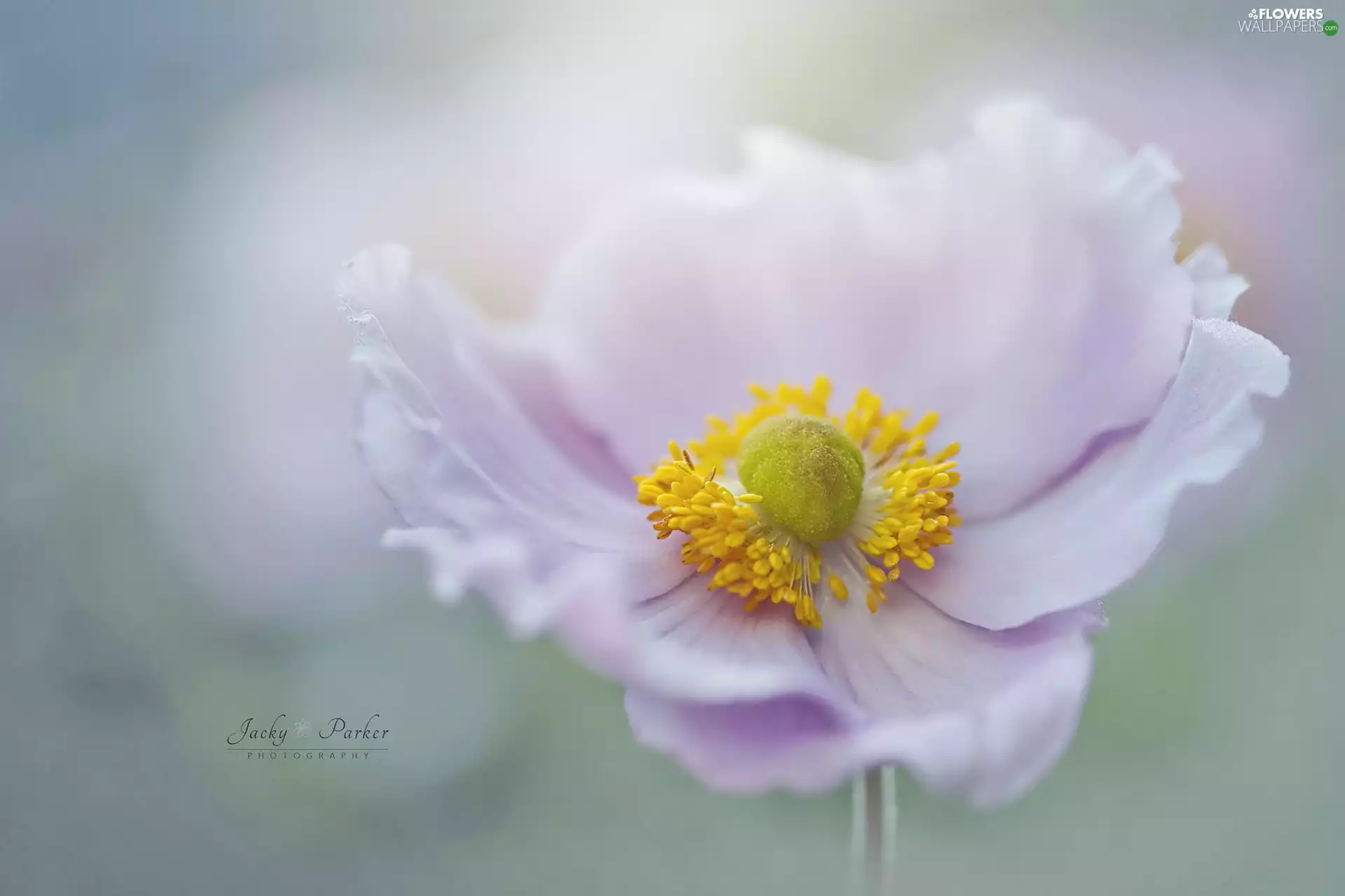 Colourfull Flowers, anemone, Close, Pink