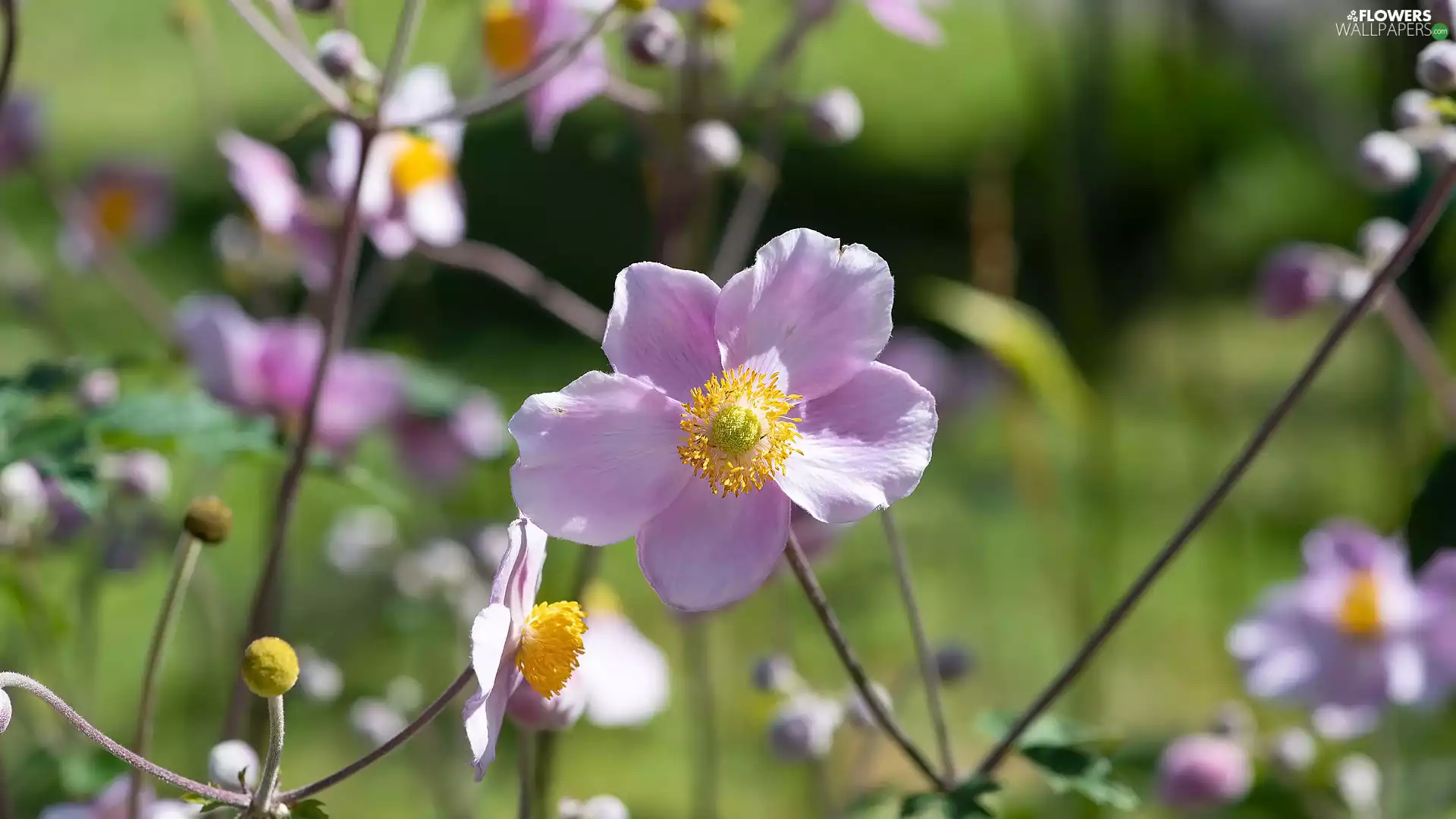 Flowers, anemone