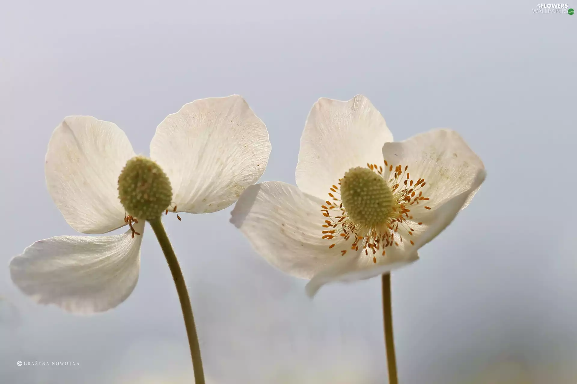 Flowers, White, Anemones