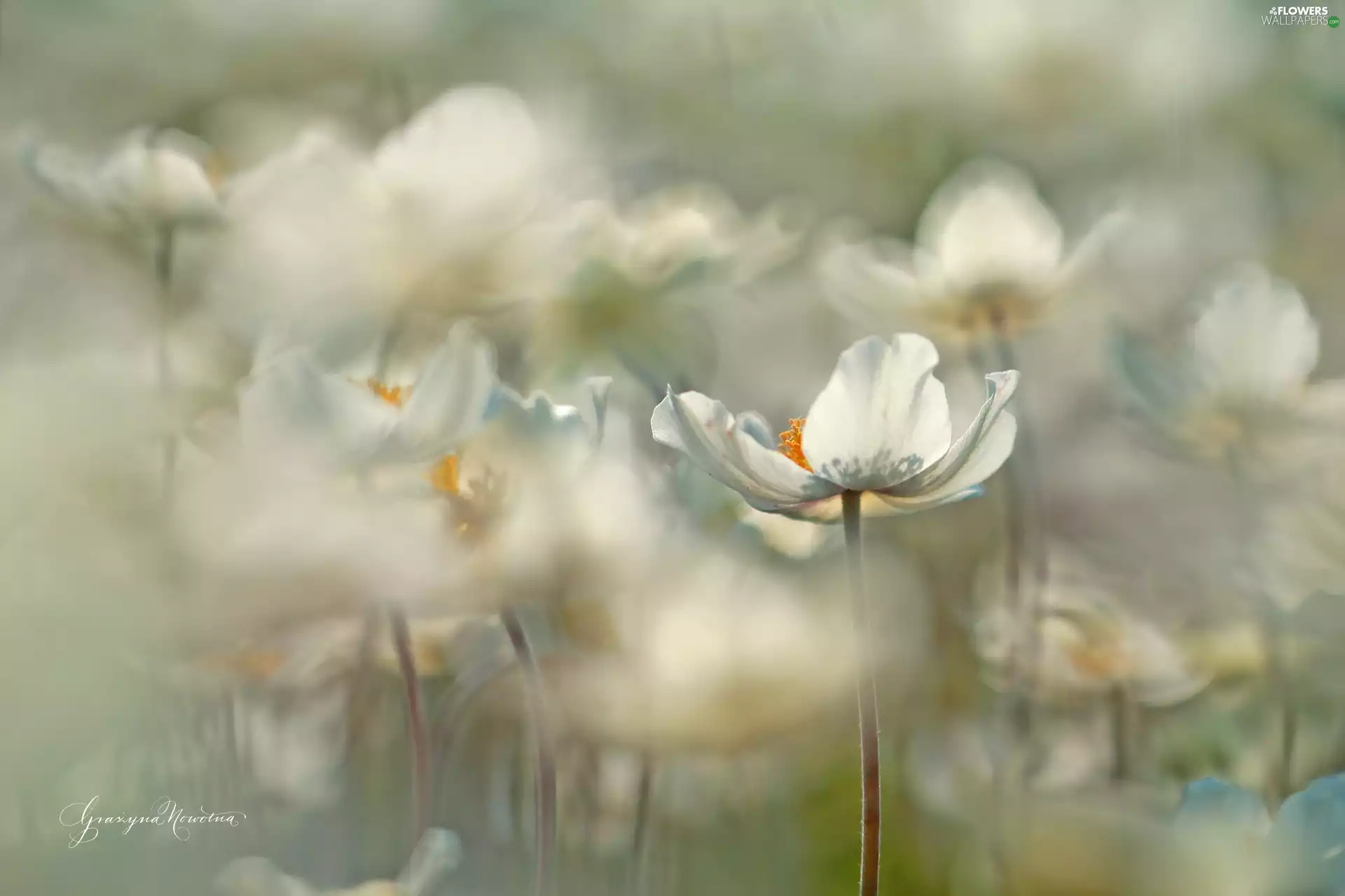 Flowers, White, Anemones