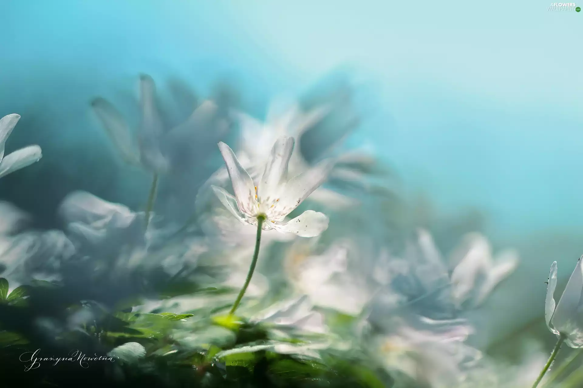 Flowers, White, Anemones