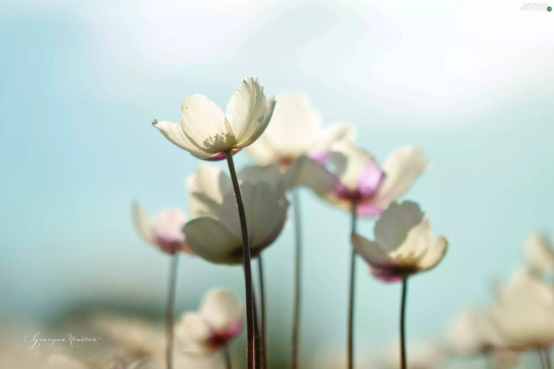 Flowers, White, Anemones