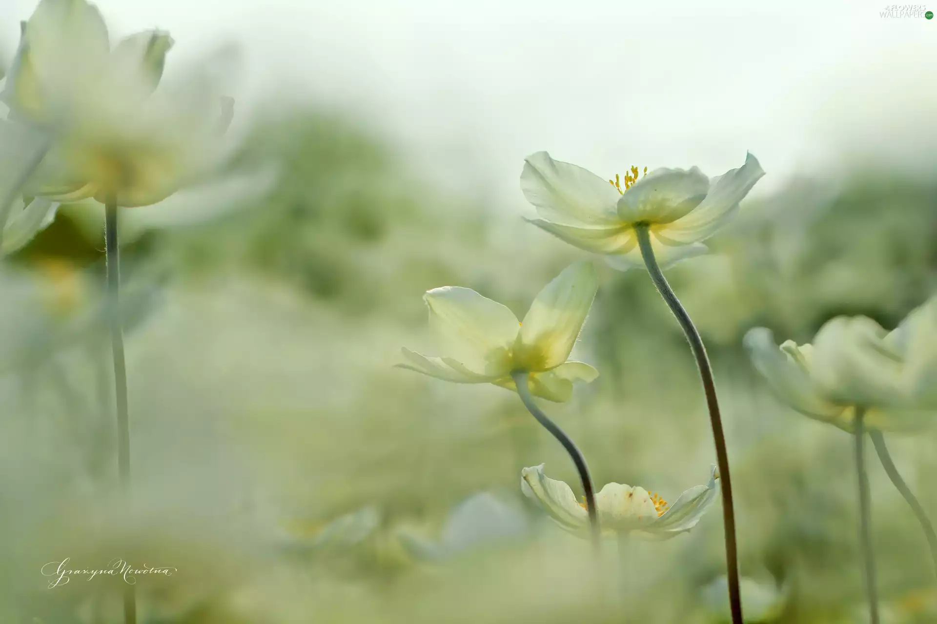 Flowers, White, Anemones