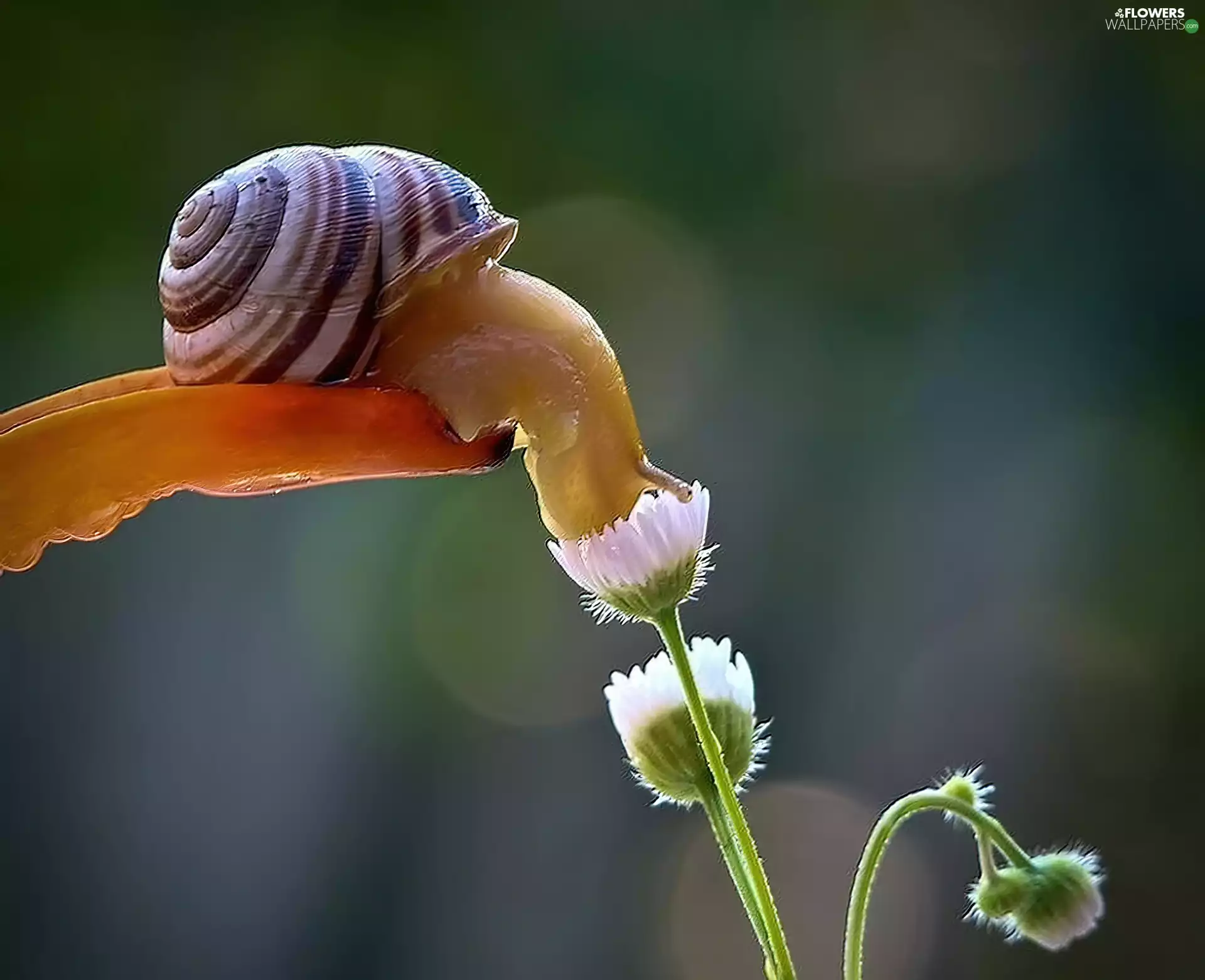 animals, snail, daisy, Flowers