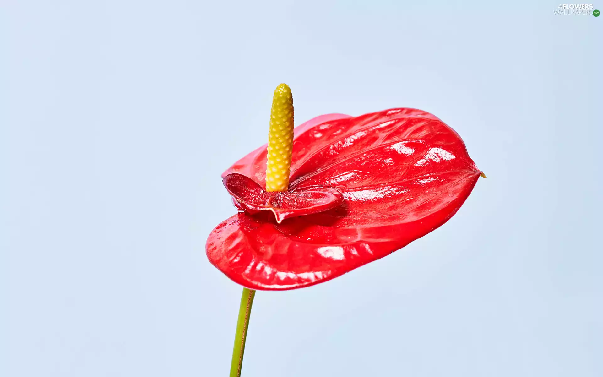 Anturium, Red, Colourfull Flowers