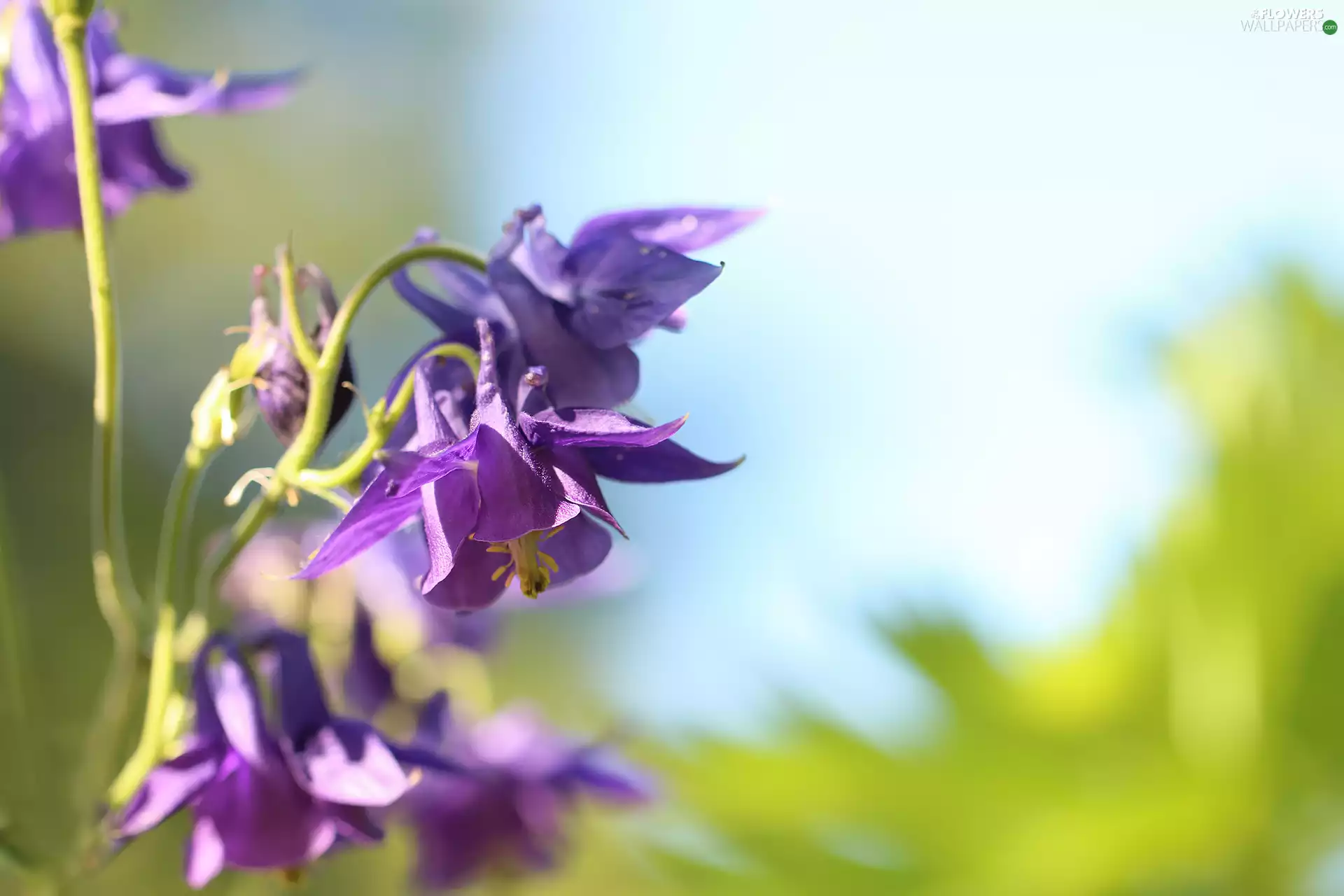 Colourfull Flowers, Aquilegia Vulgaris, lilac