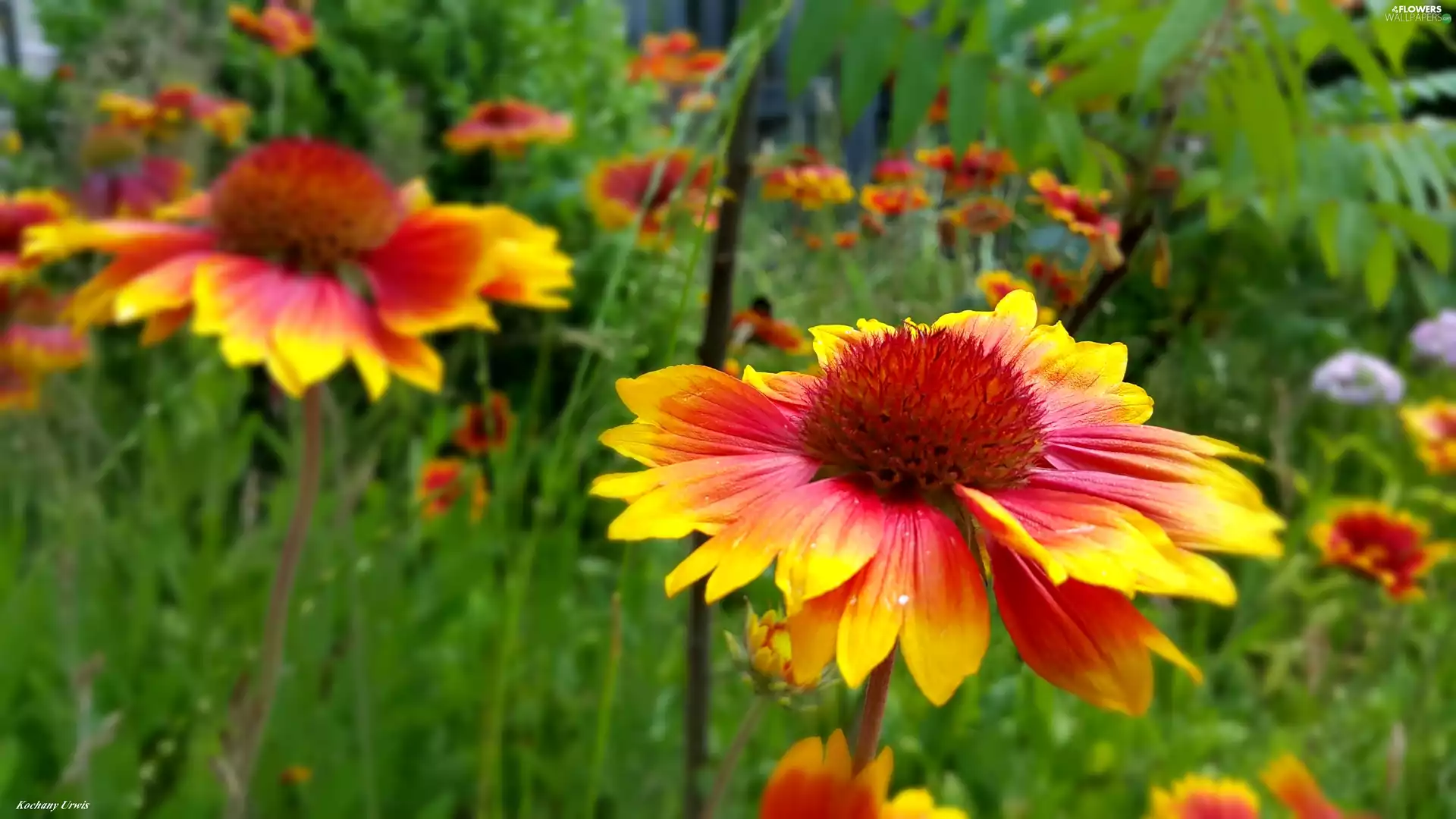 Flowers, gaillardia aristata