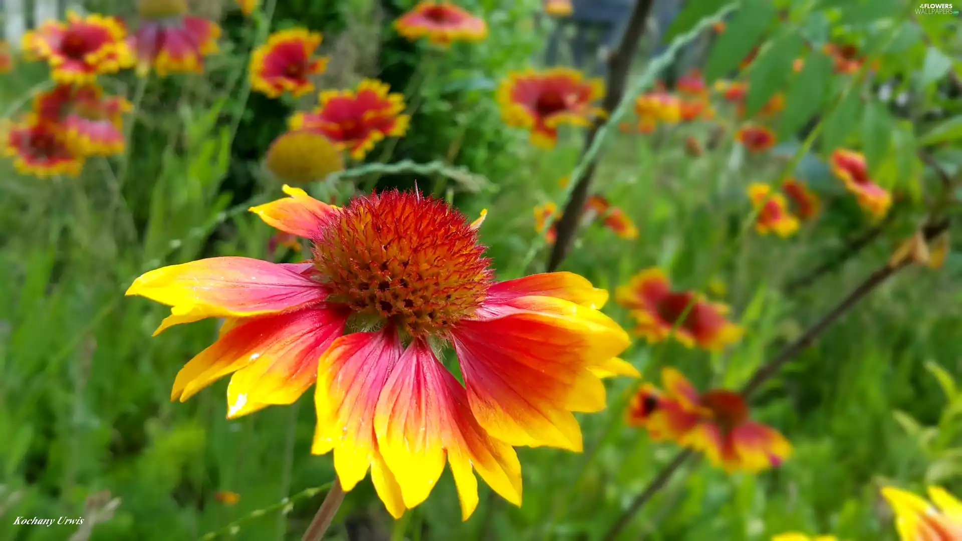 Flowers, gaillardia aristata