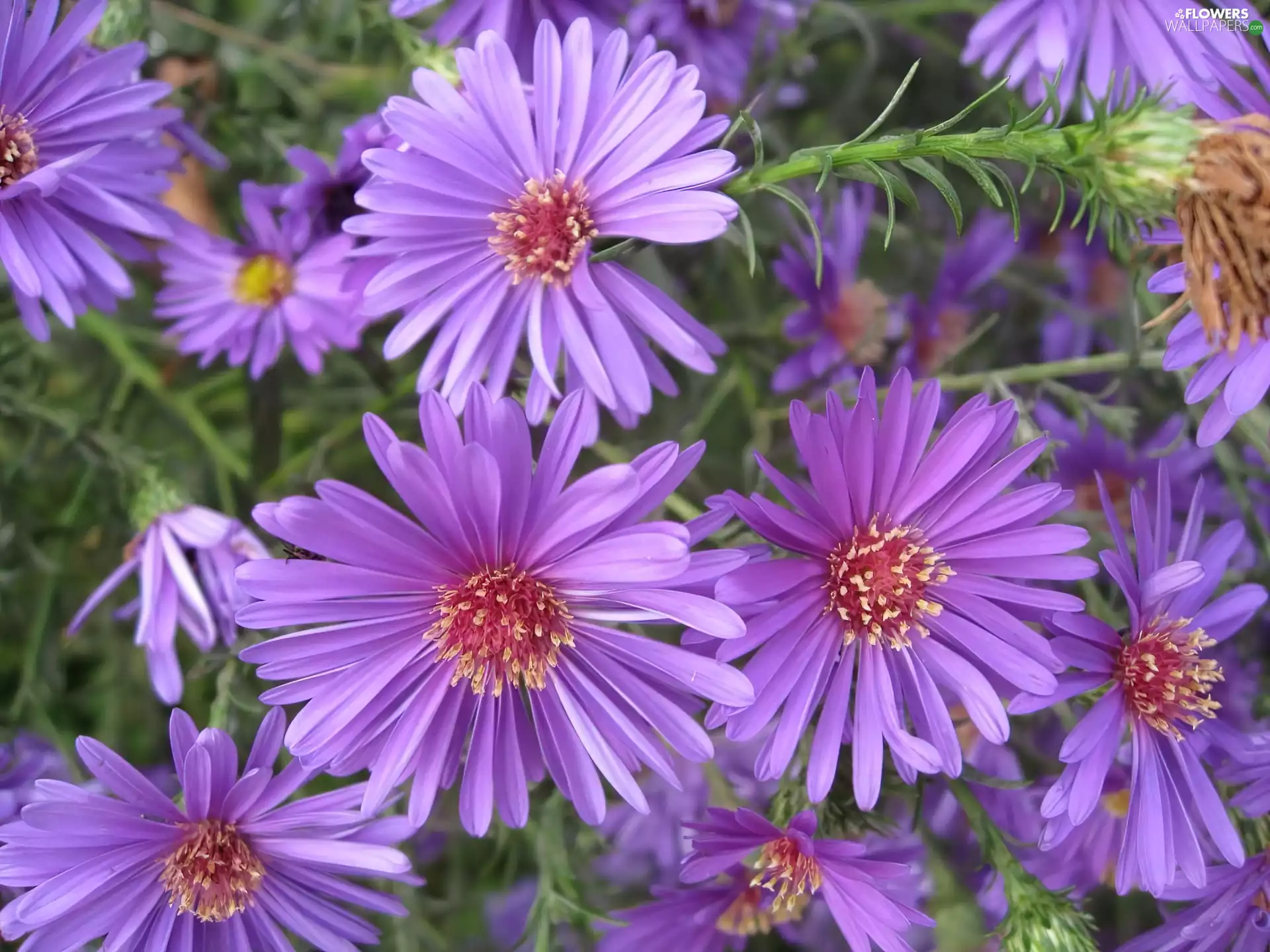 Flowers, Alpine aster