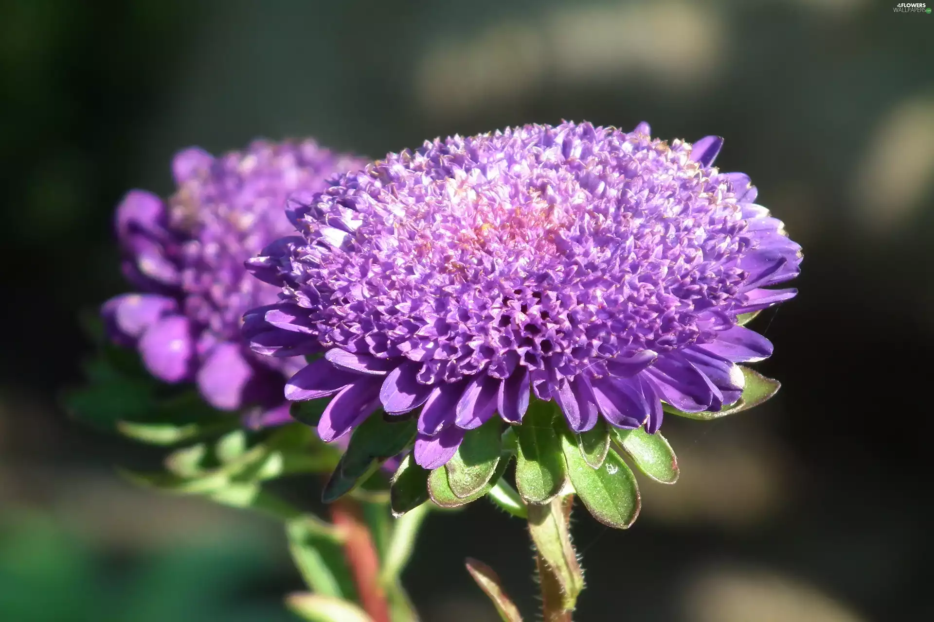 Aster, nature, Colourfull Flowers