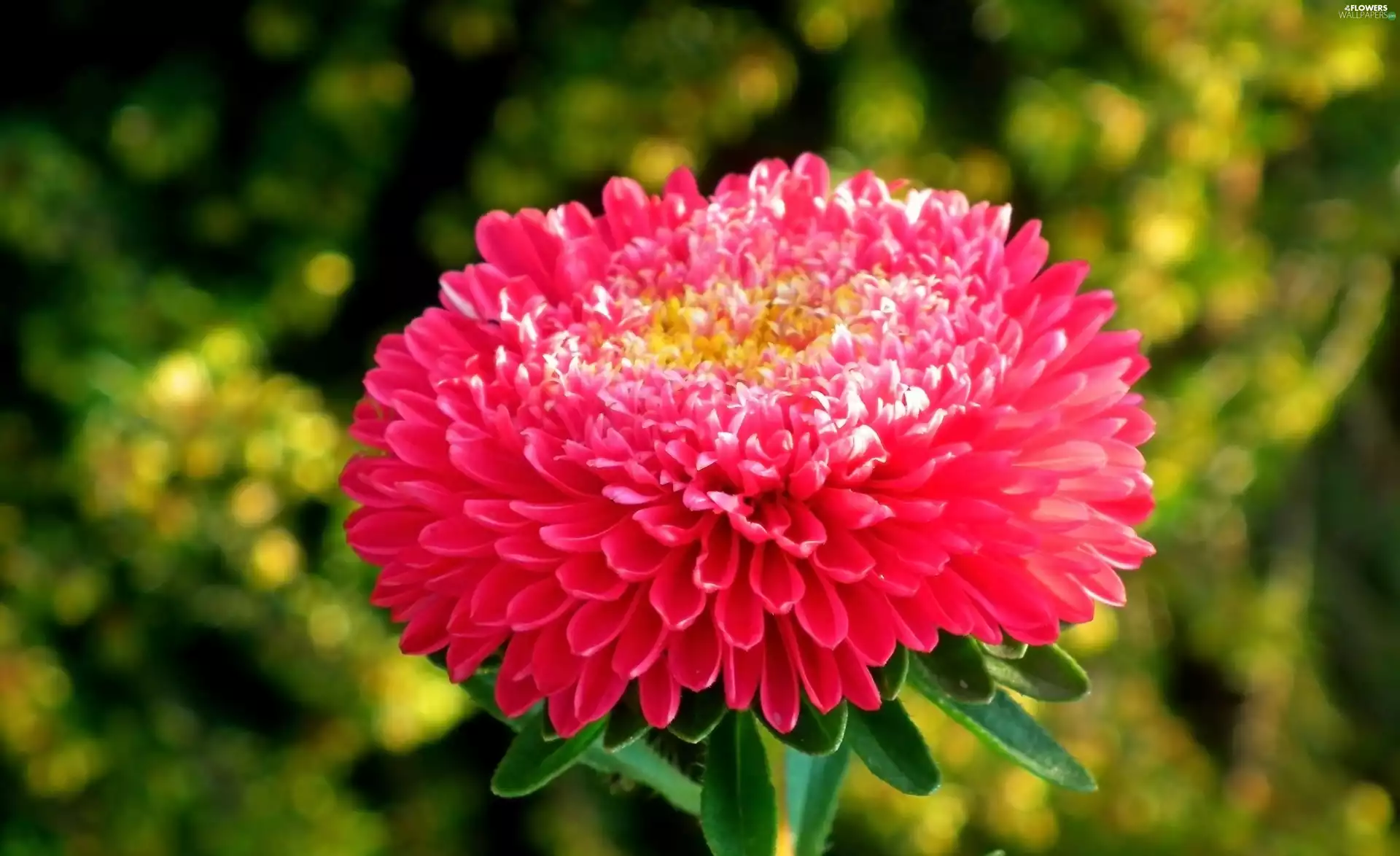 Aster, nature, Colourfull Flowers
