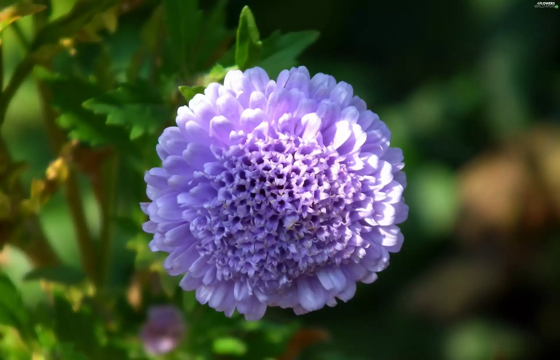 Aster, nature, Colourfull Flowers