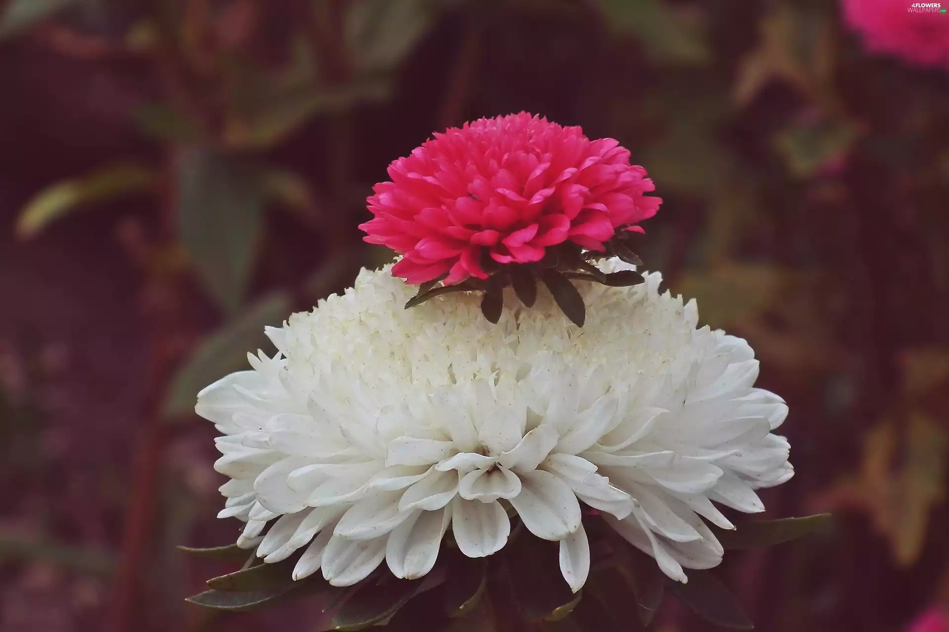 Aster, nature, Colourfull Flowers