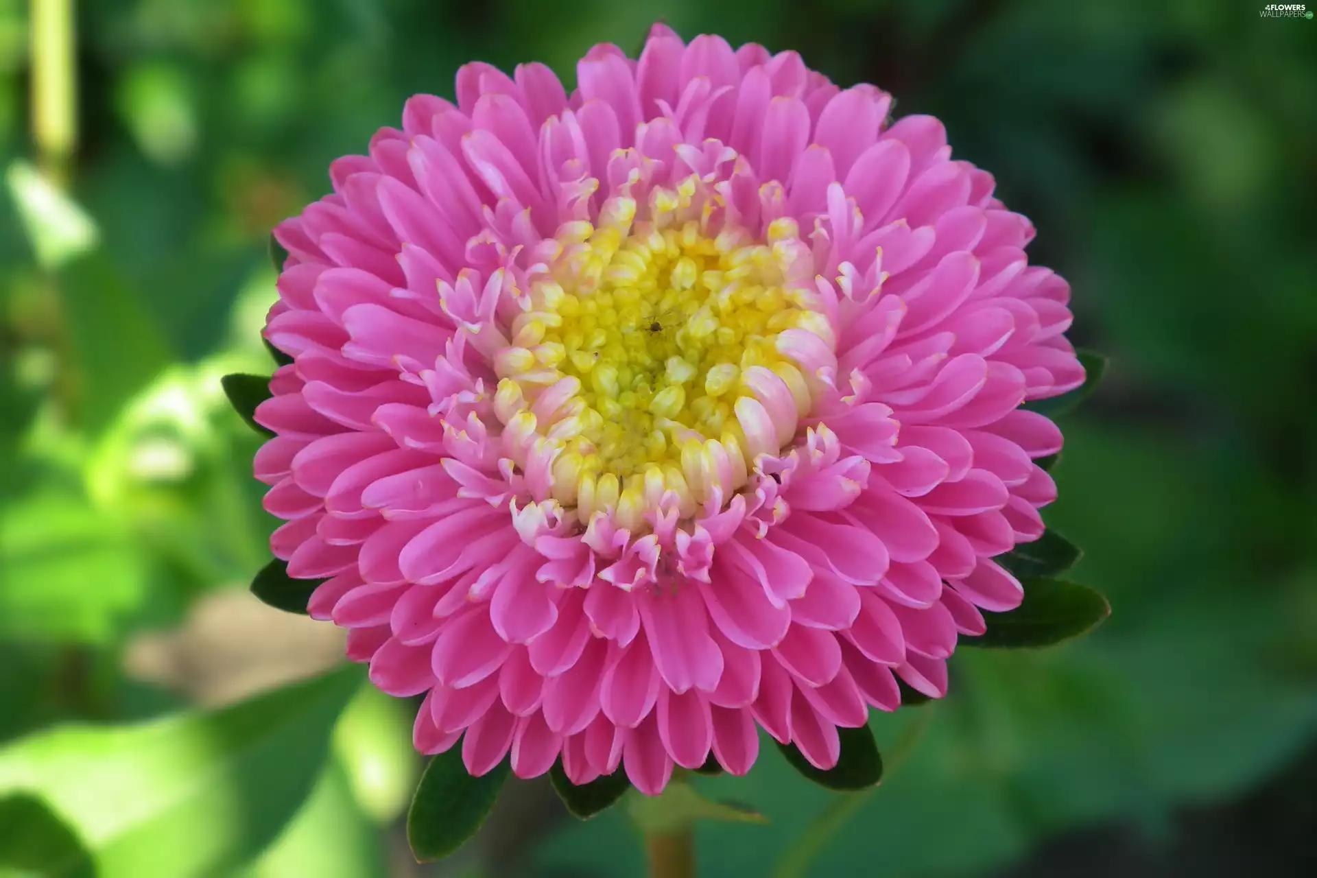 Aster, nature, Colourfull Flowers