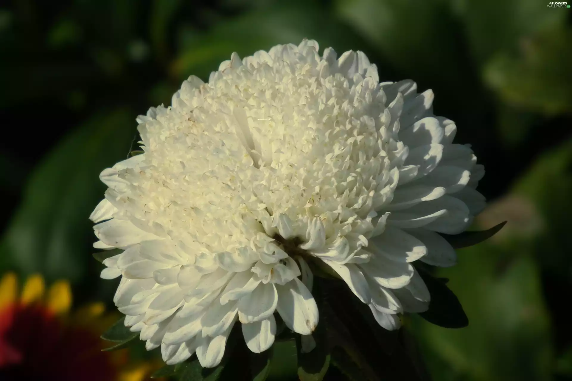 Aster, nature, Colourfull Flowers