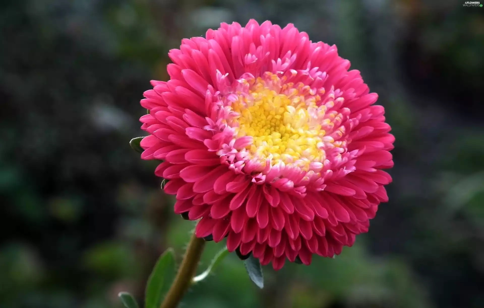Aster, nature, Colourfull Flowers