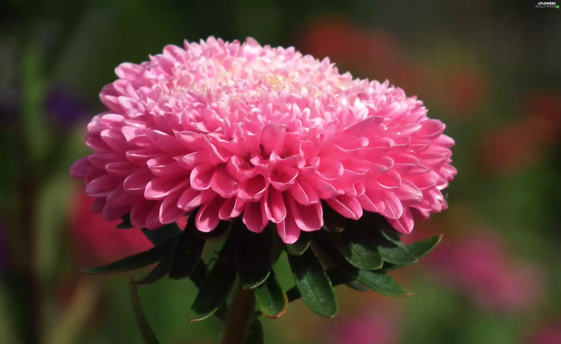 Aster, nature, Colourfull Flowers