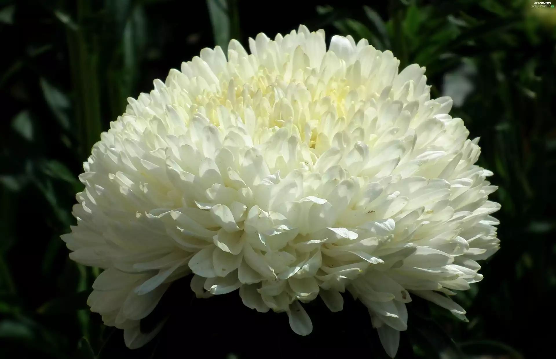 Aster, nature, Colourfull Flowers