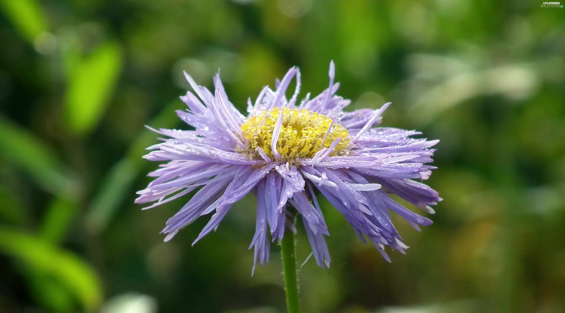 Aster, nature, Colourfull Flowers