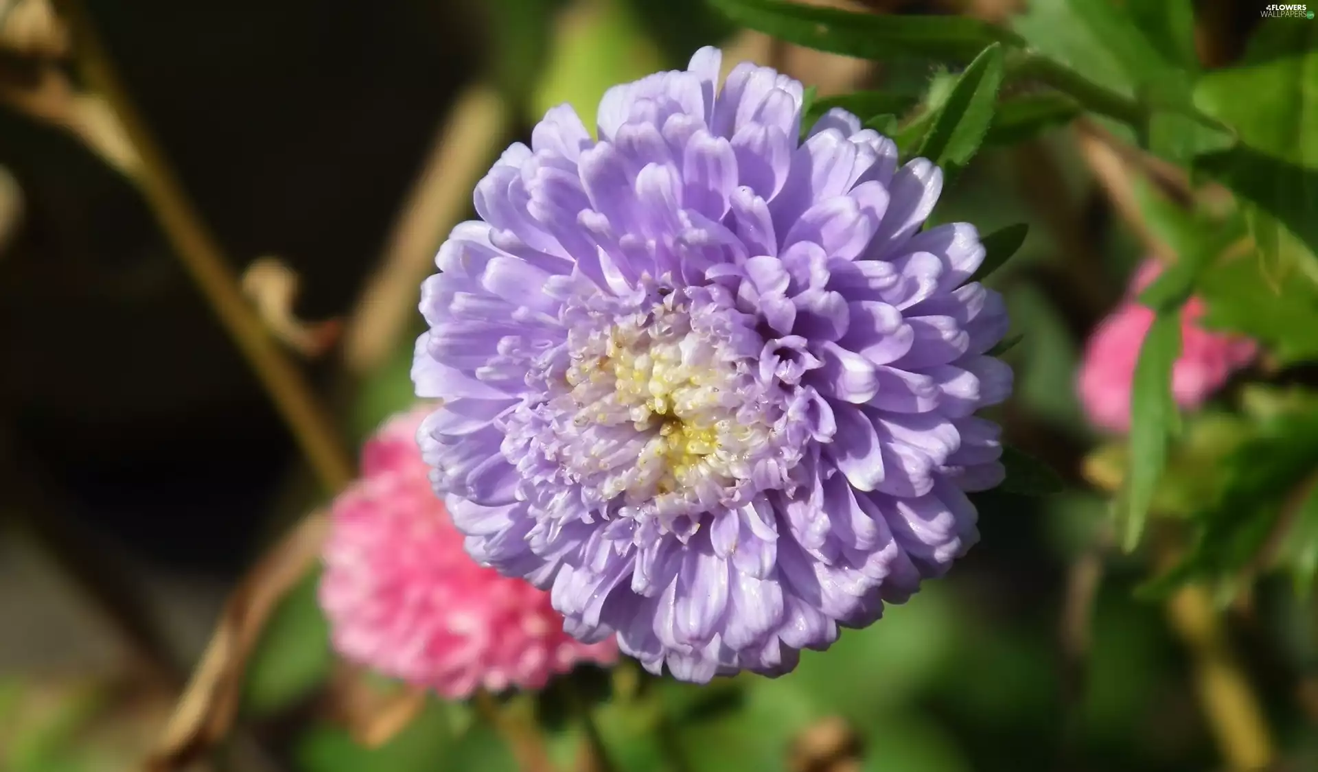 Aster, nature, Colourfull Flowers