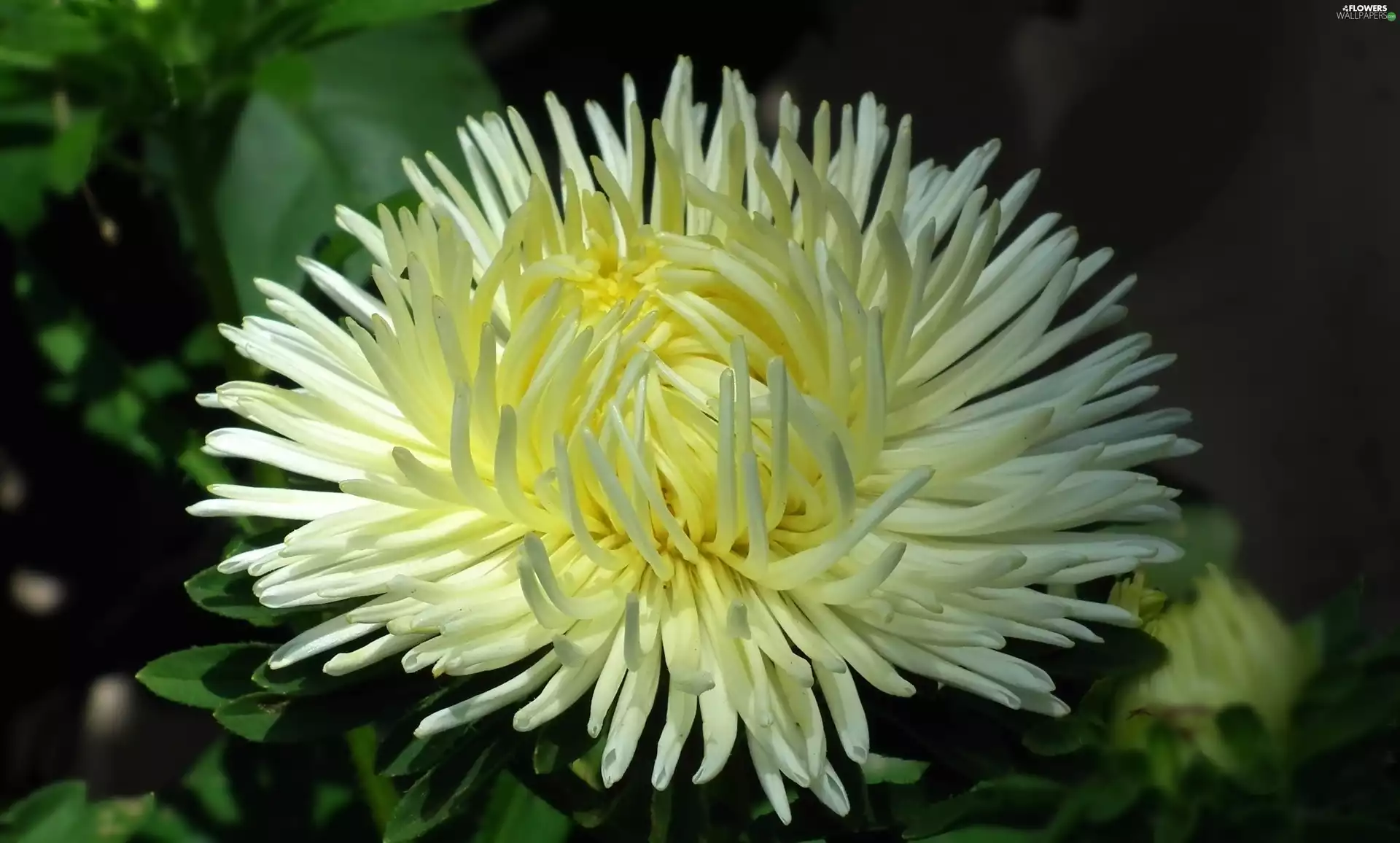 Aster, nature, Colourfull Flowers