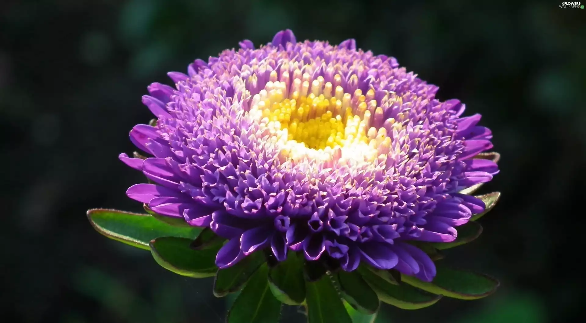 Aster, nature, Colourfull Flowers