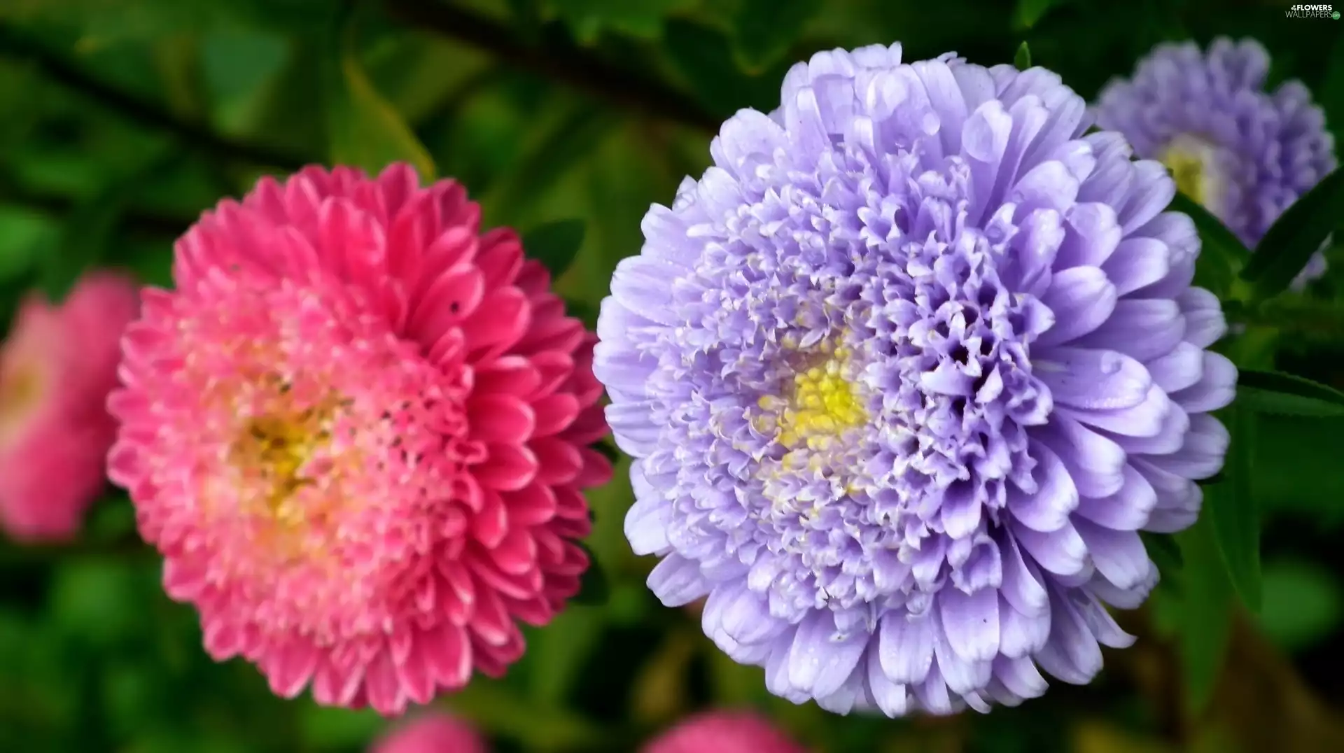 Aster, nature, Colourfull Flowers