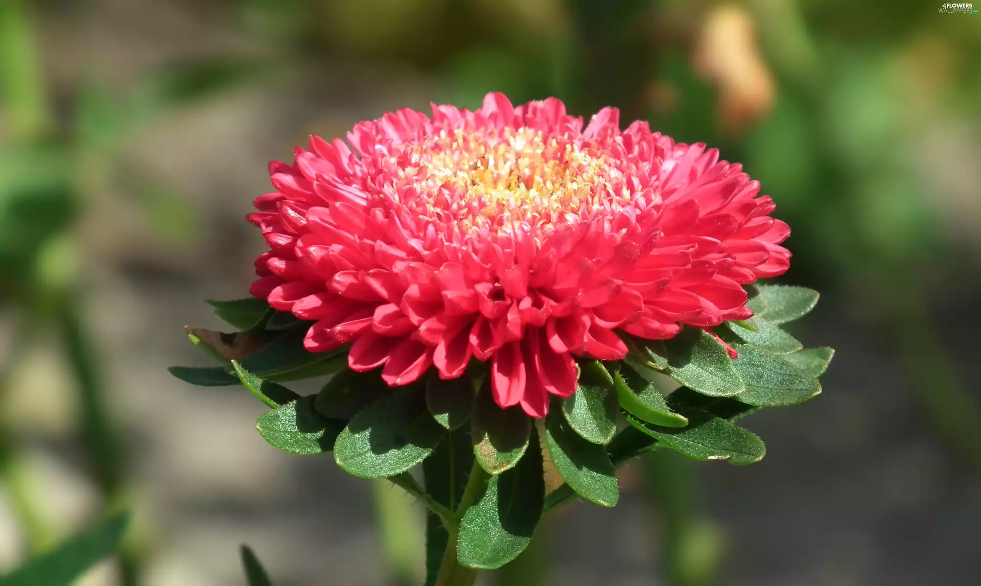 Aster, nature, Colourfull Flowers