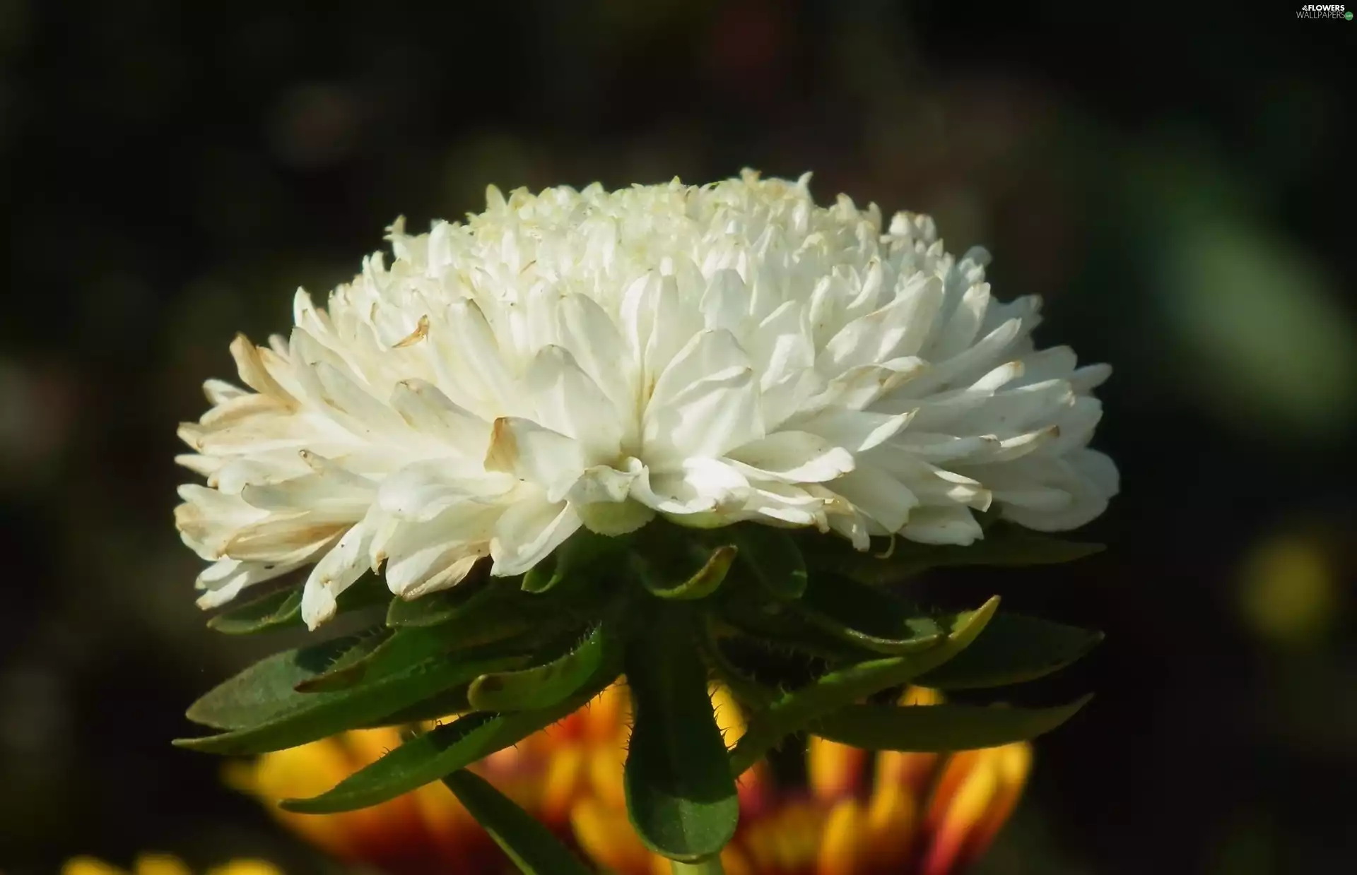 Aster, nature, Colourfull Flowers