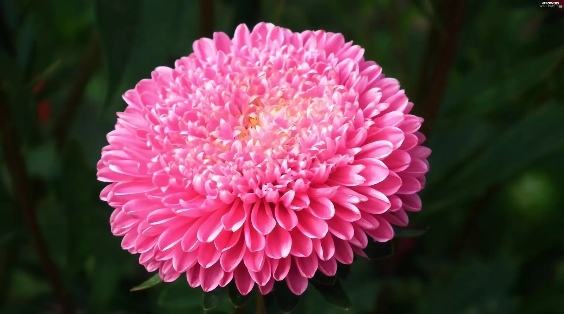 Aster, nature, Colourfull Flowers