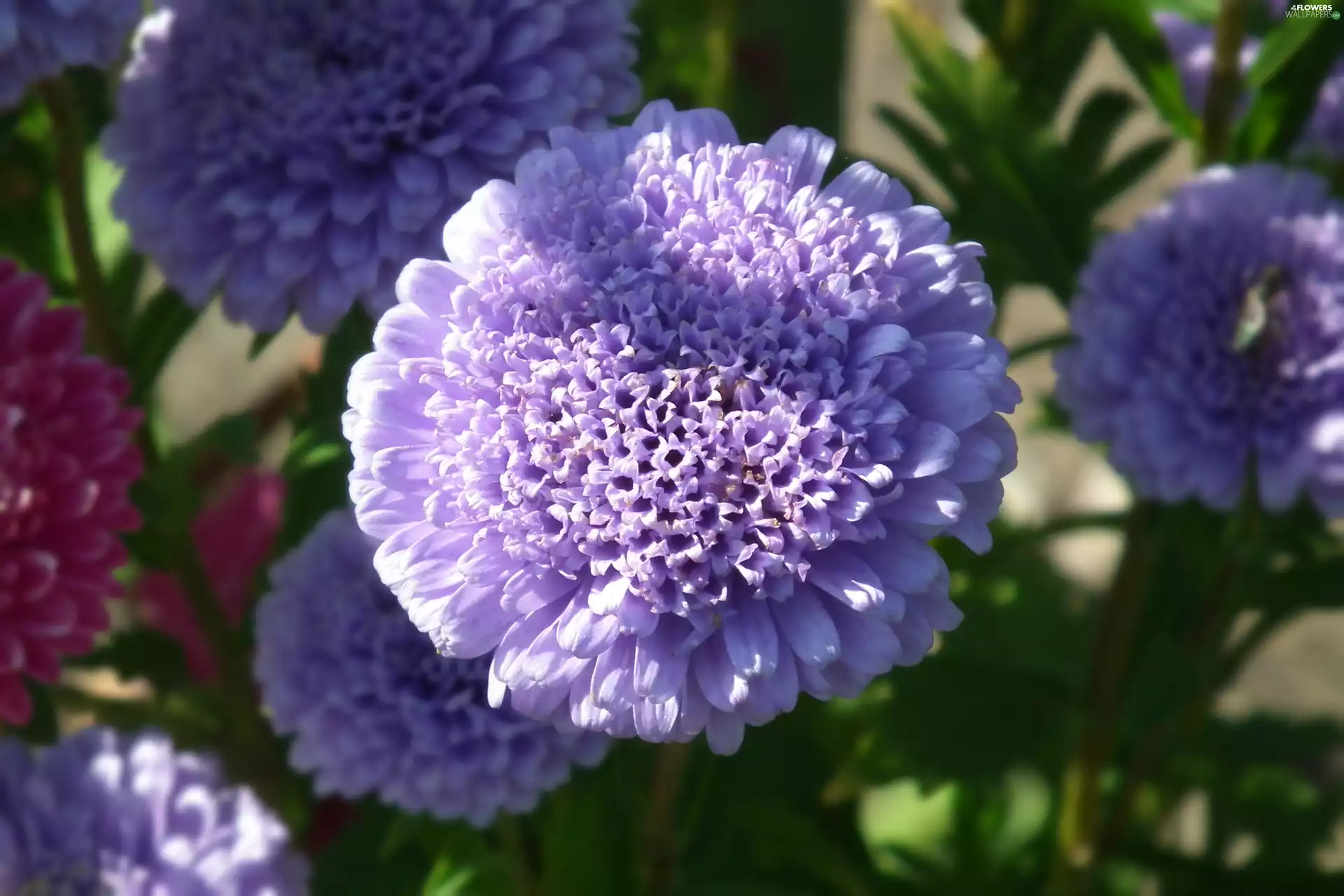 Aster, nature, Colourfull Flowers