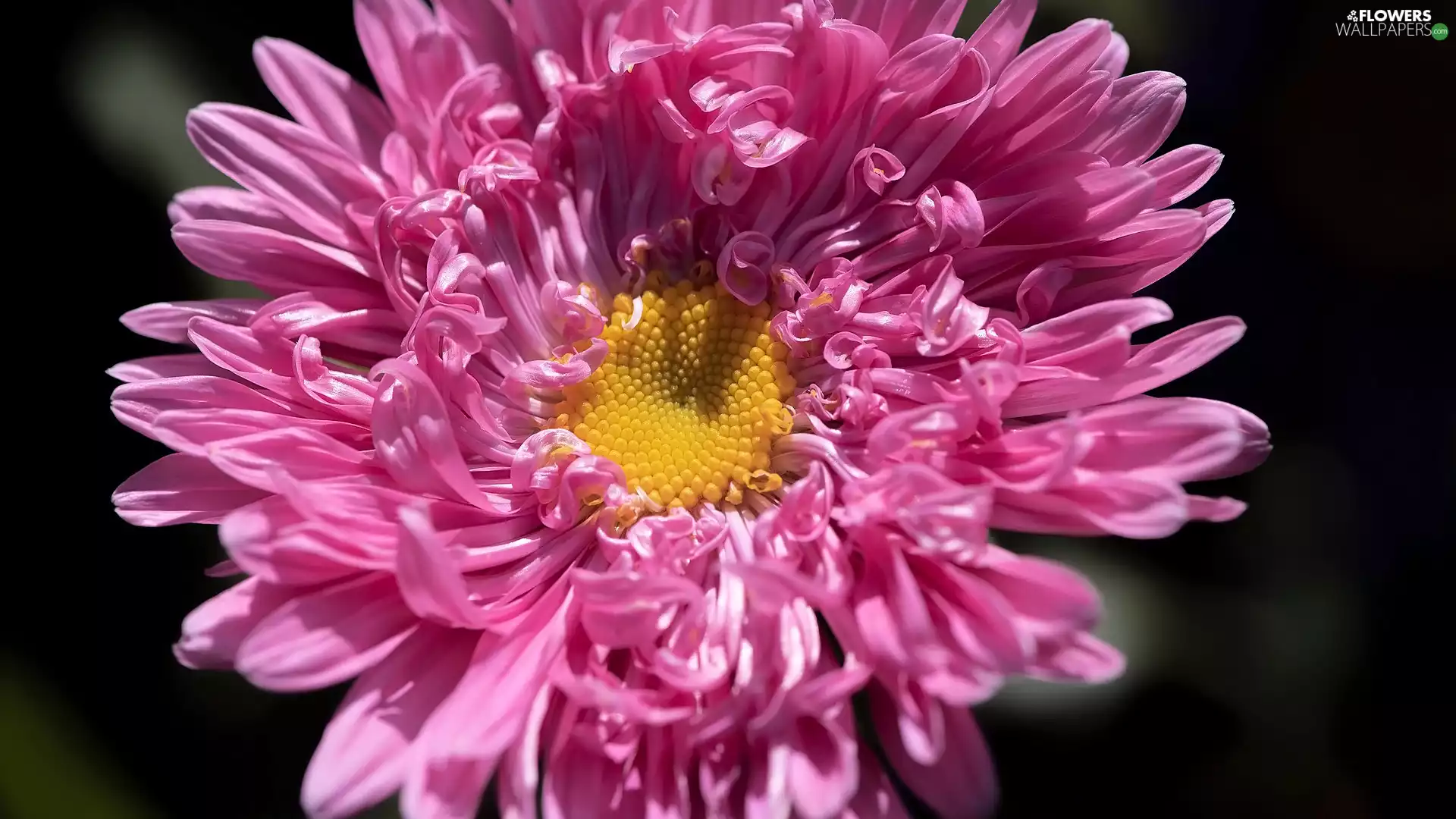 Colourfull Flowers, Aster, rapprochement, Pink