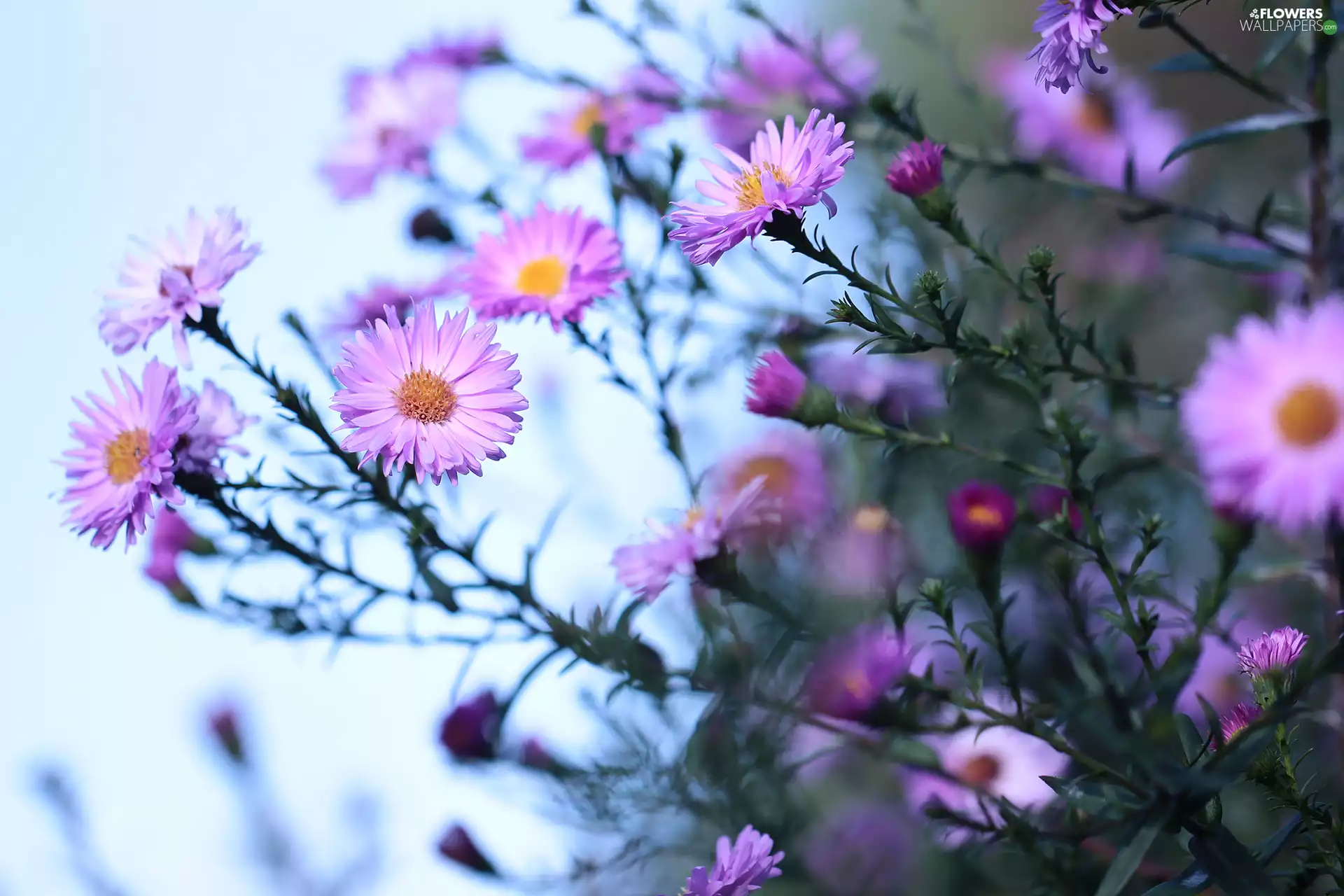 Flowers, Pink, Aster