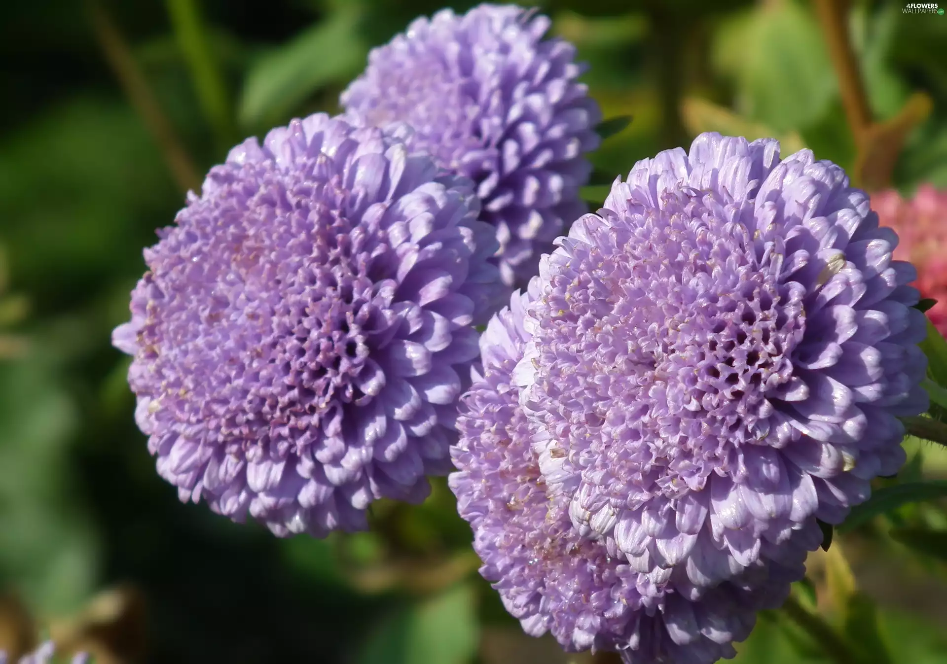 Astra, nature, Colourfull Flowers