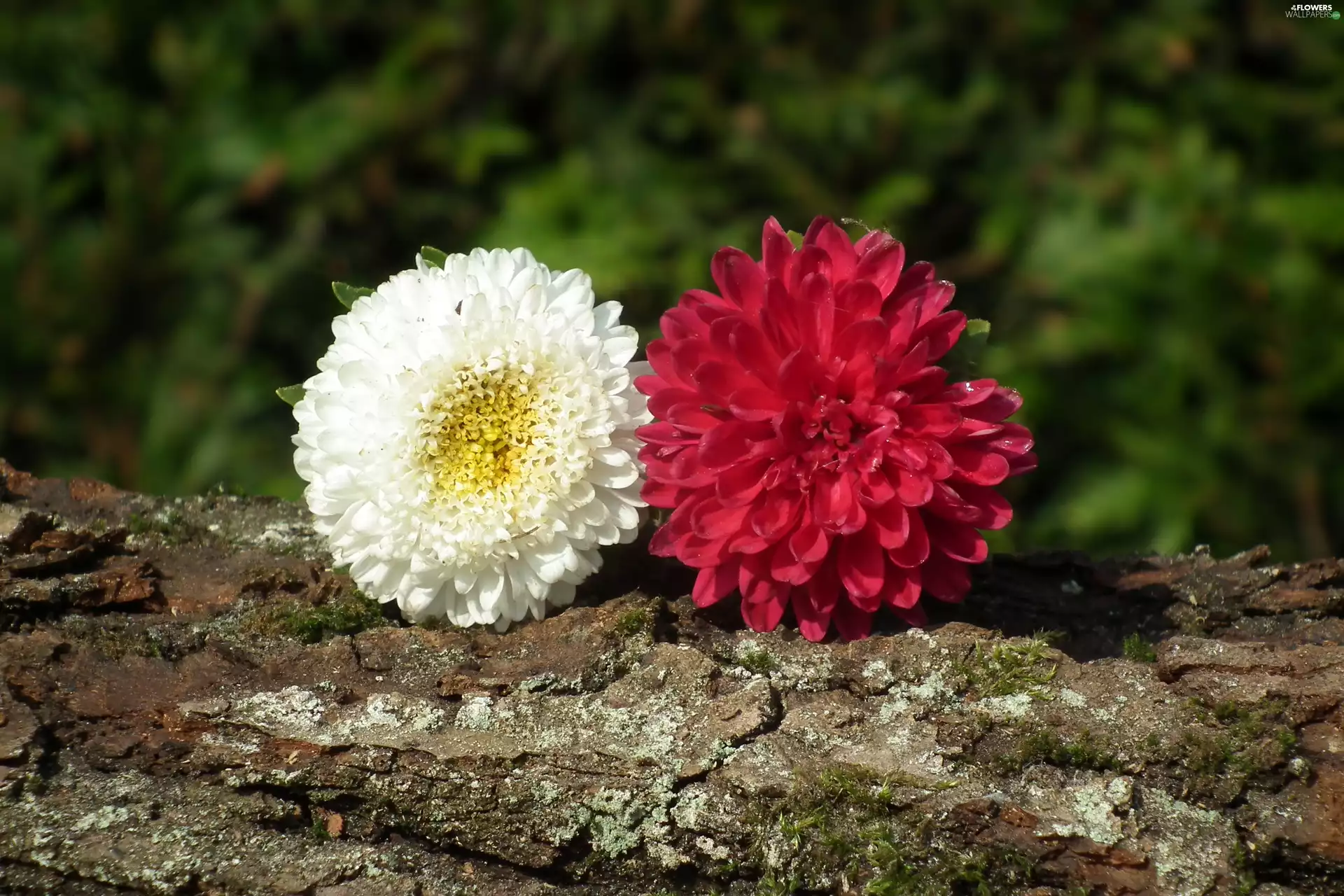 Astra, nature, Colourfull Flowers