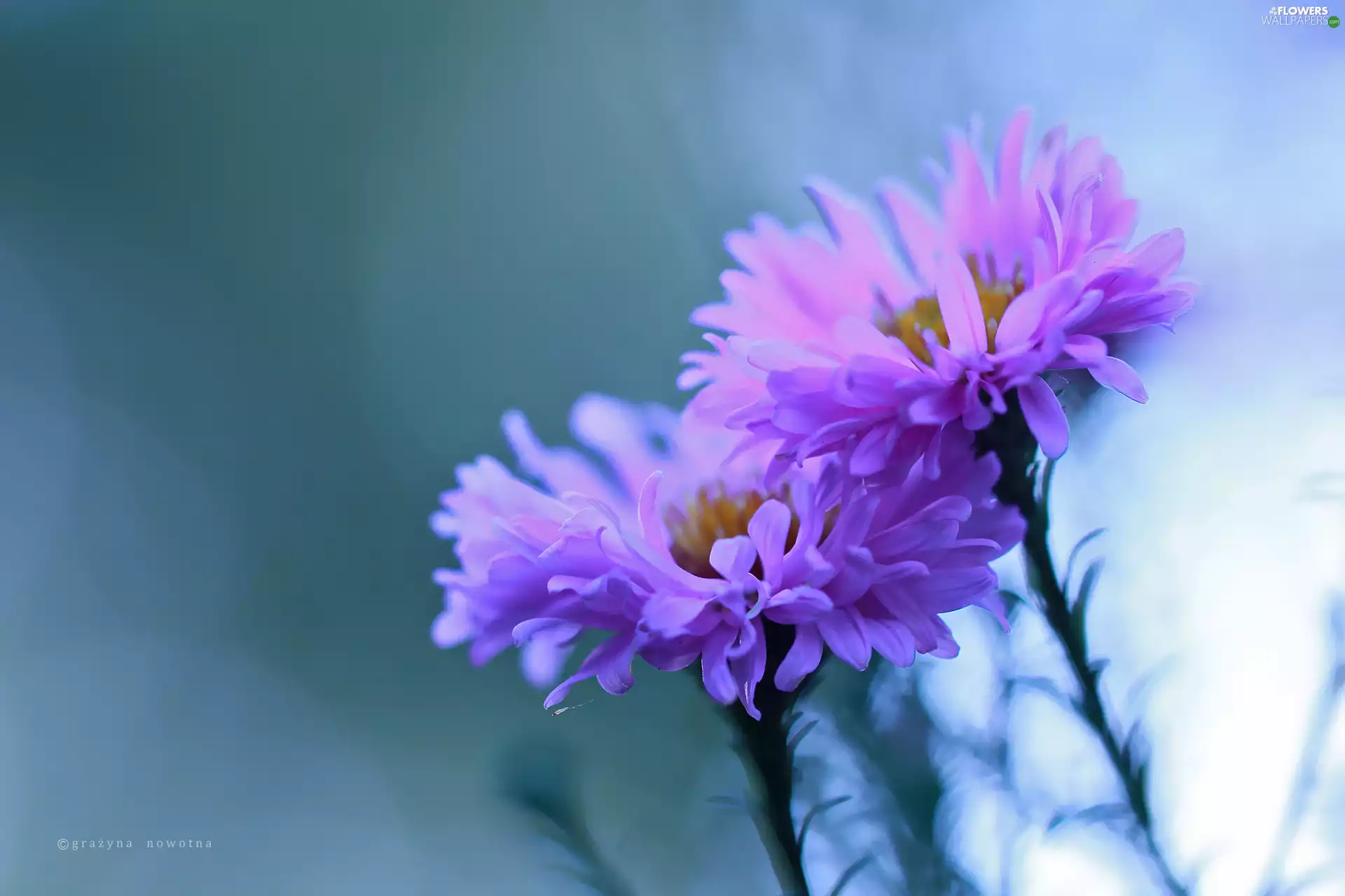 Flowers, Pink, Astra
