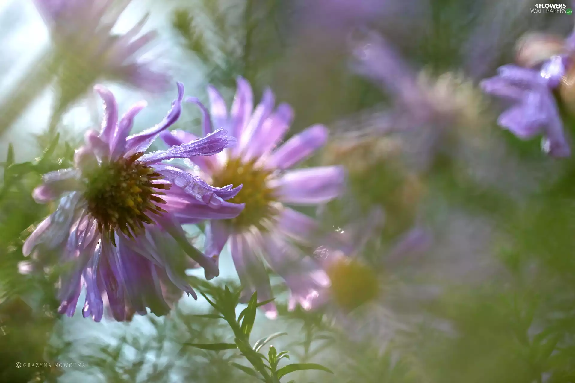 Flowers, purple, Astra