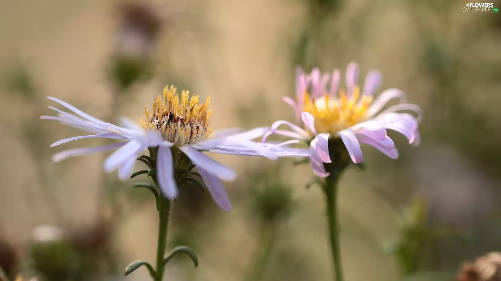 Flowers, purple, Astra