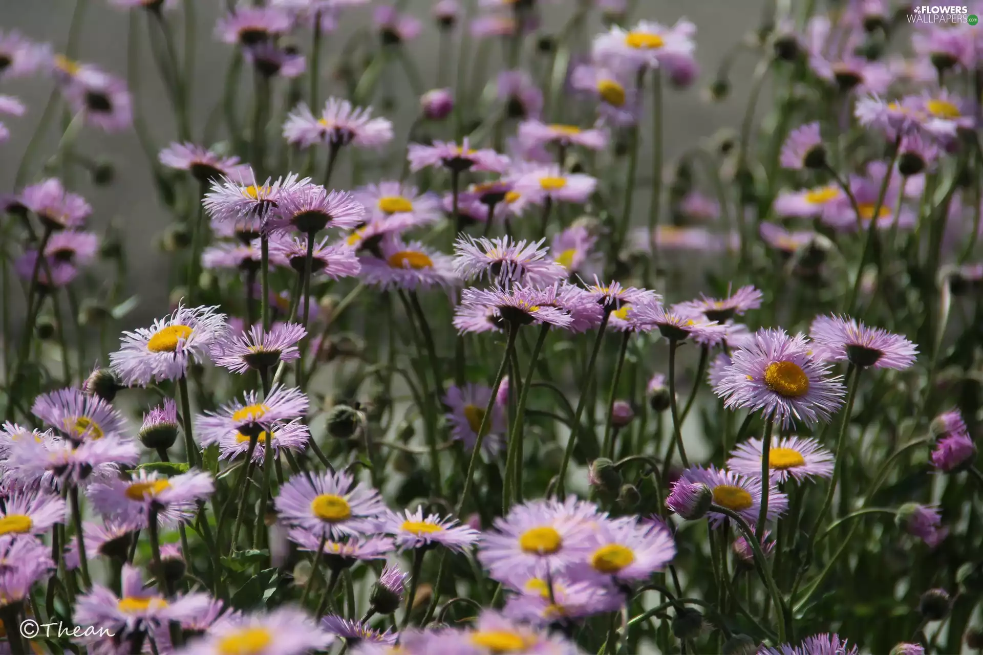 Flowers, purple, Astra