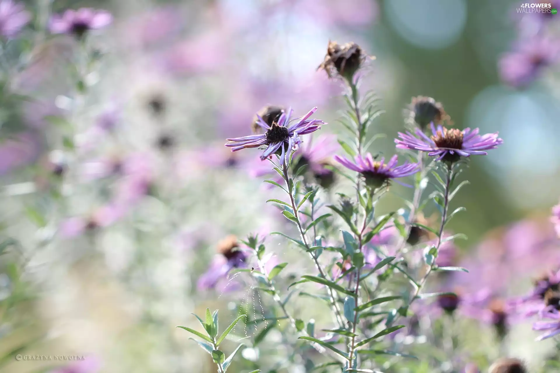 Flowers, purple, Astra