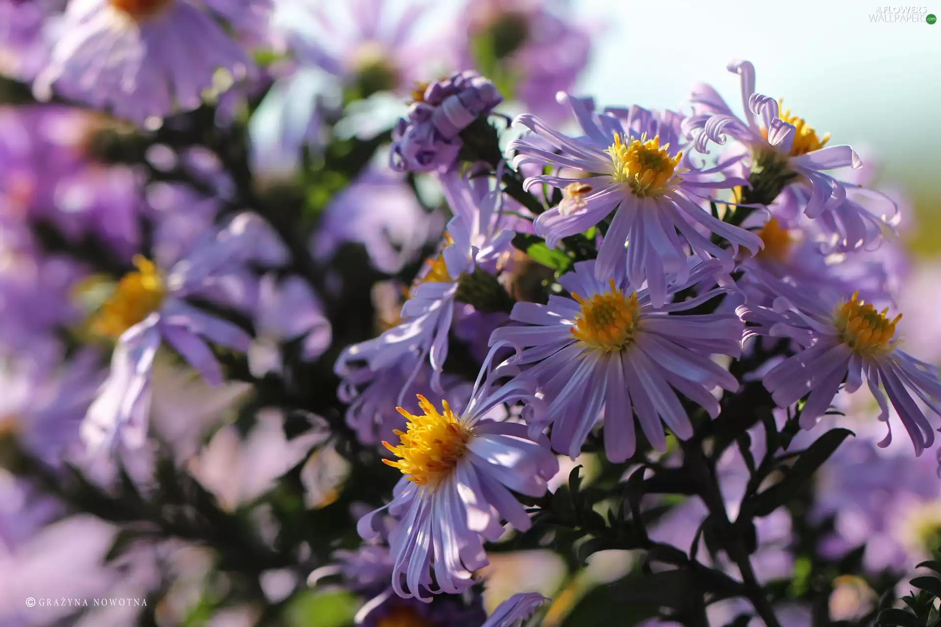 Flowers, purple, Astra