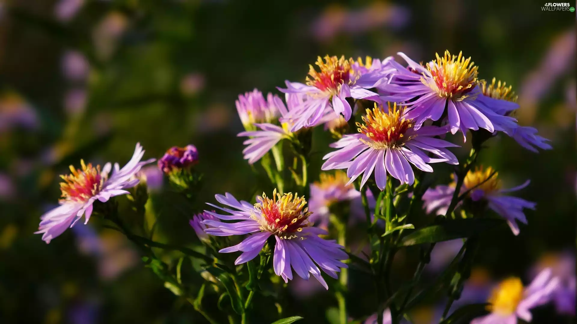 Flowers, Aster, Autumn