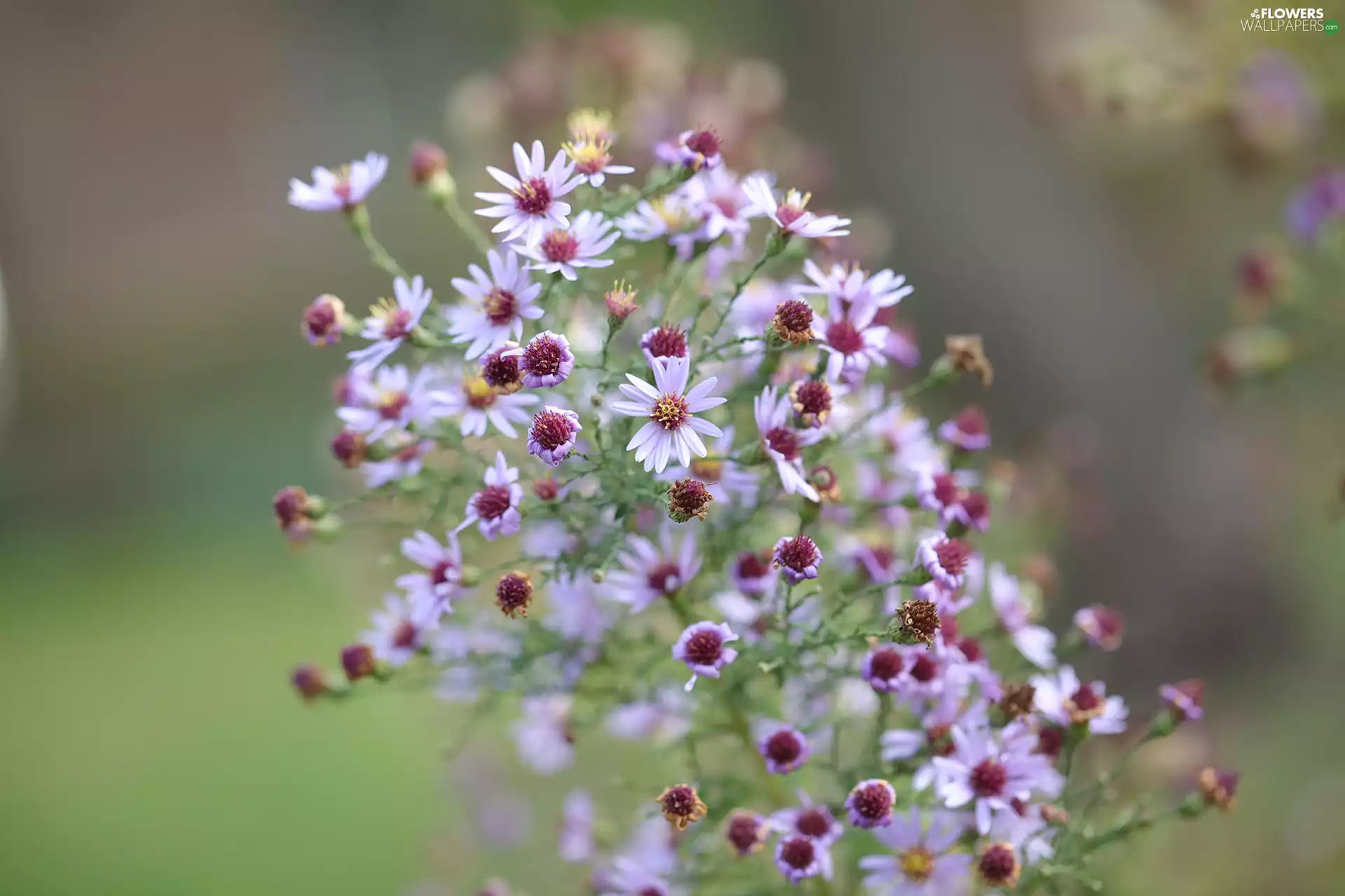 Flowers, Astra, Autumn